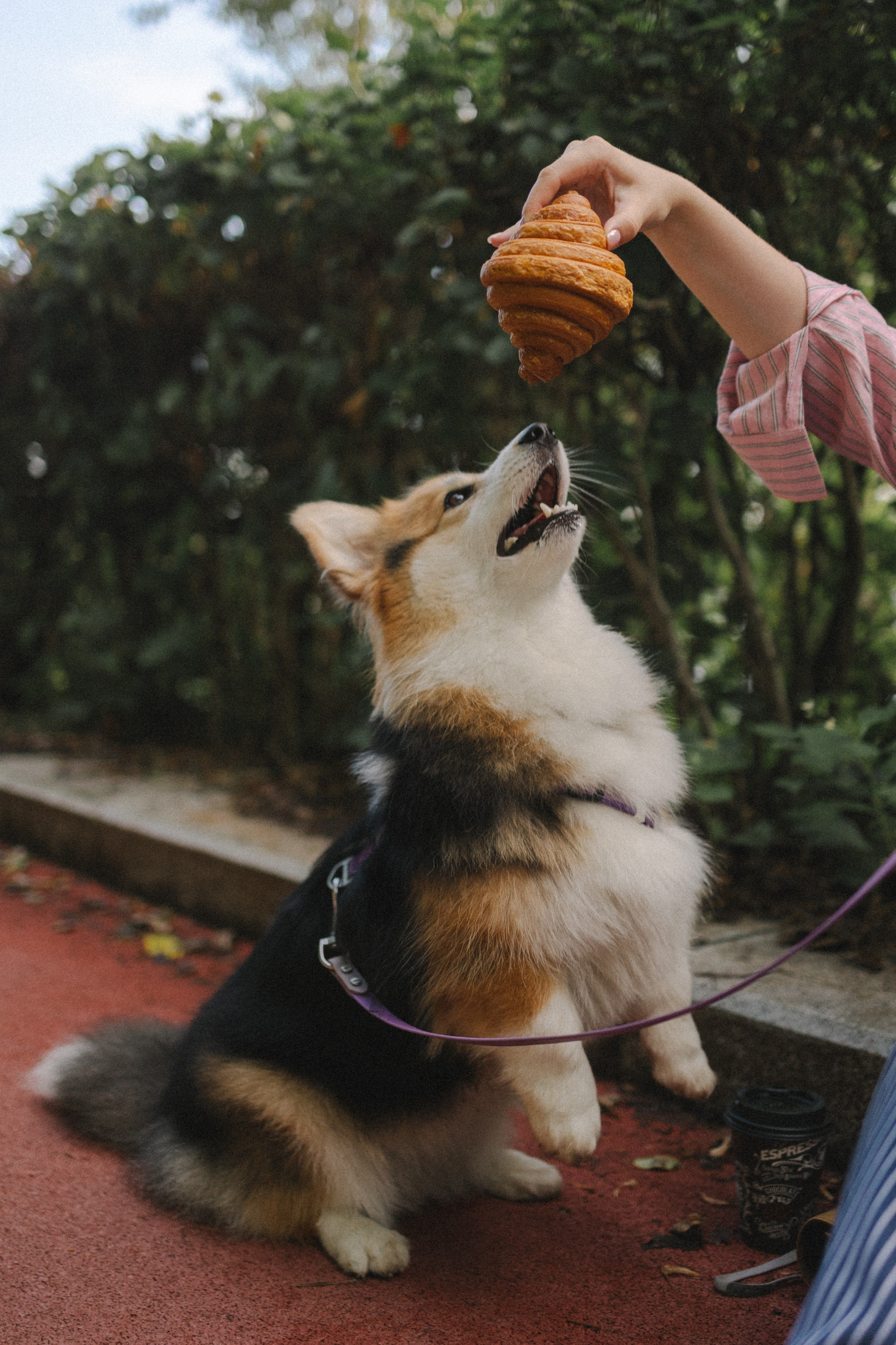 Мишель и Влада. Фотораф — анималист Мария Шистка