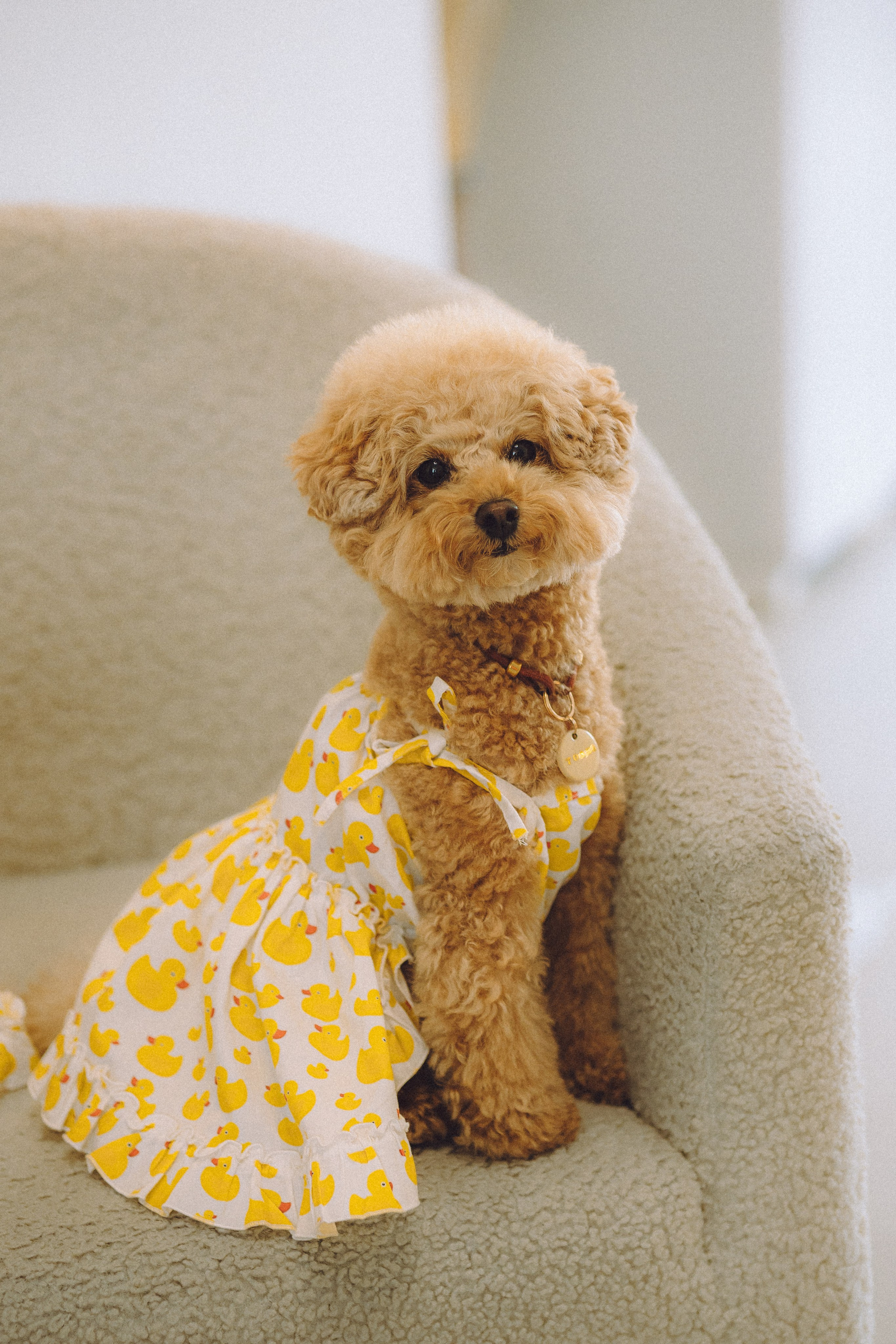 День Рождения пуделя Глаши