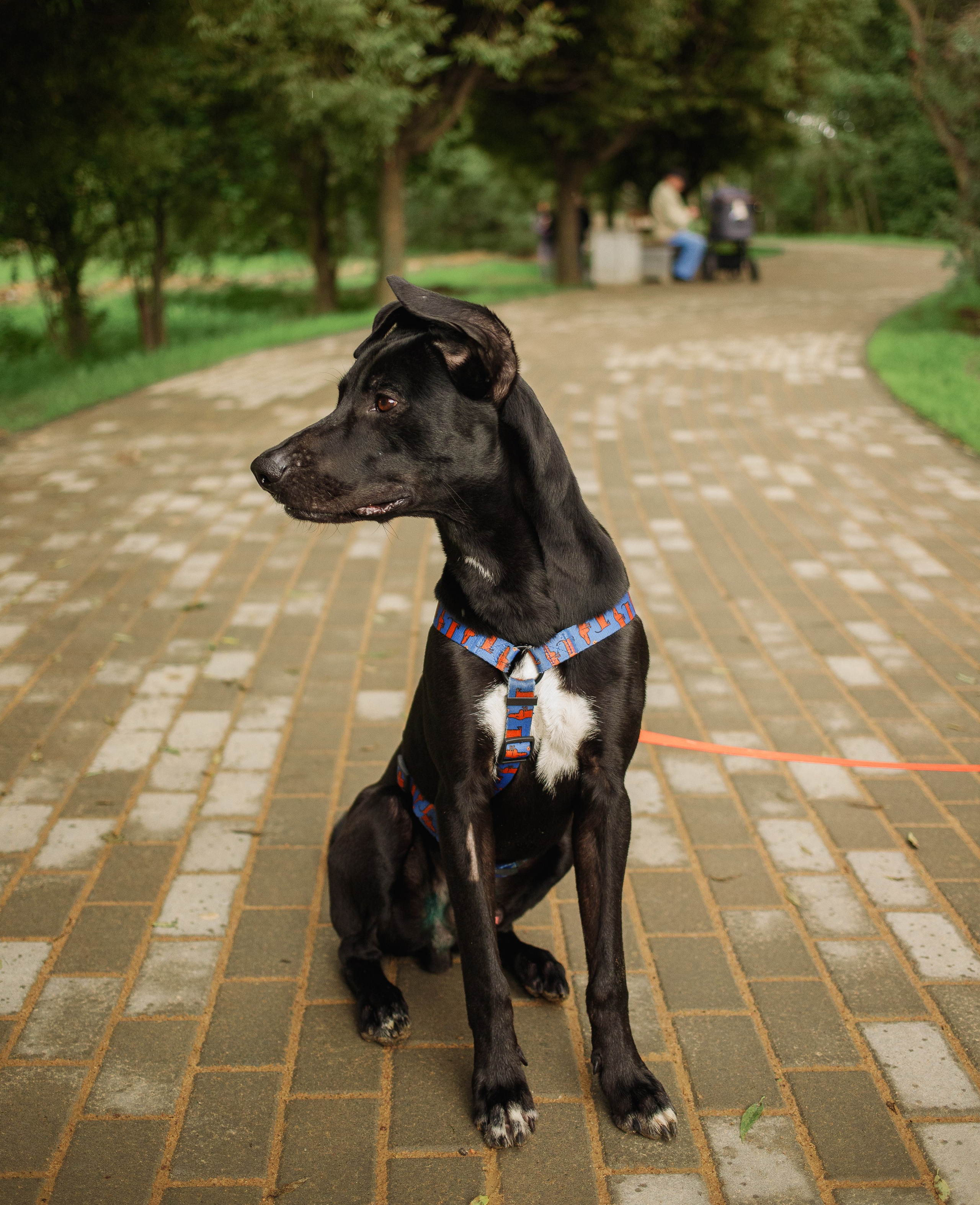 Отис ищет дом. Портретный фотограф в Санкт-Петербурге Катя Протасевич