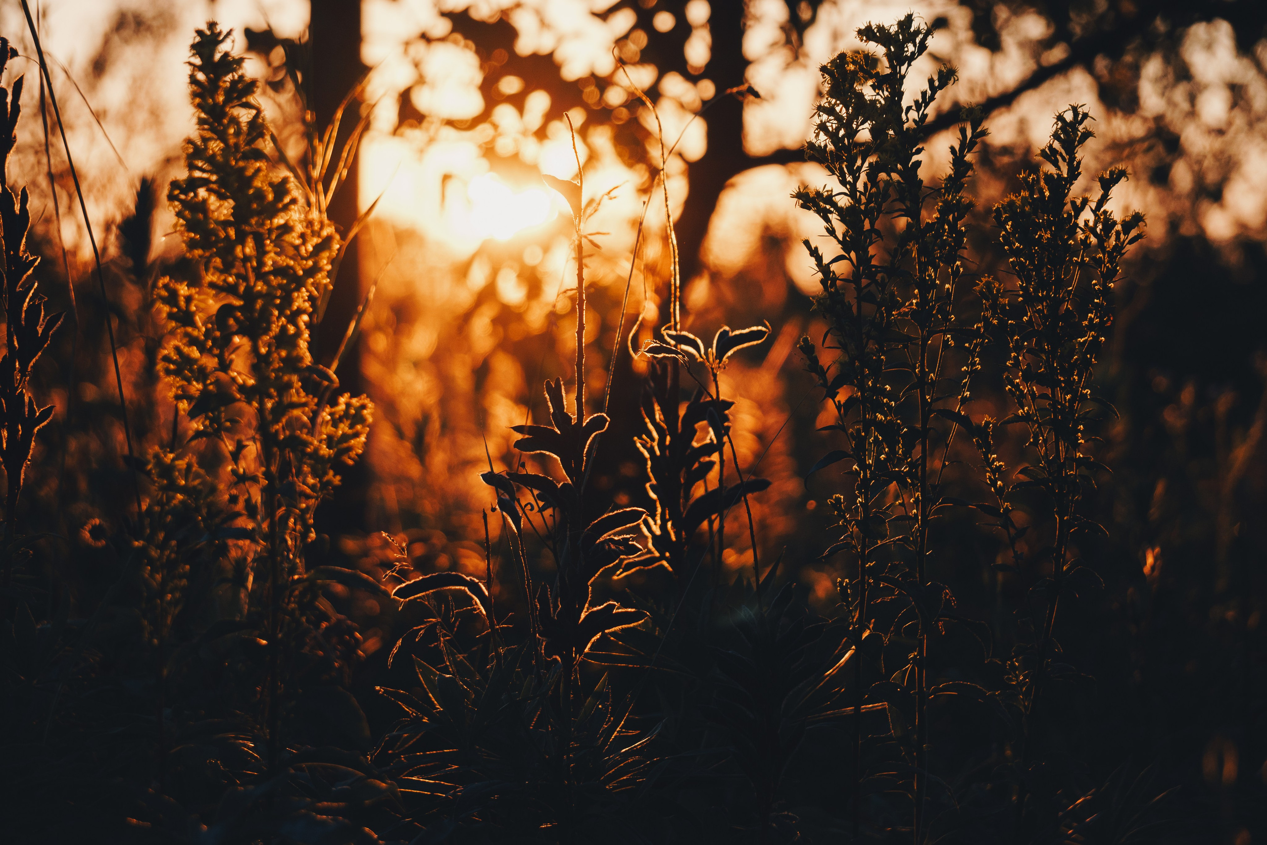 Катя и Яшма. Фотограф-анималист Ксения Воробьева, Москва