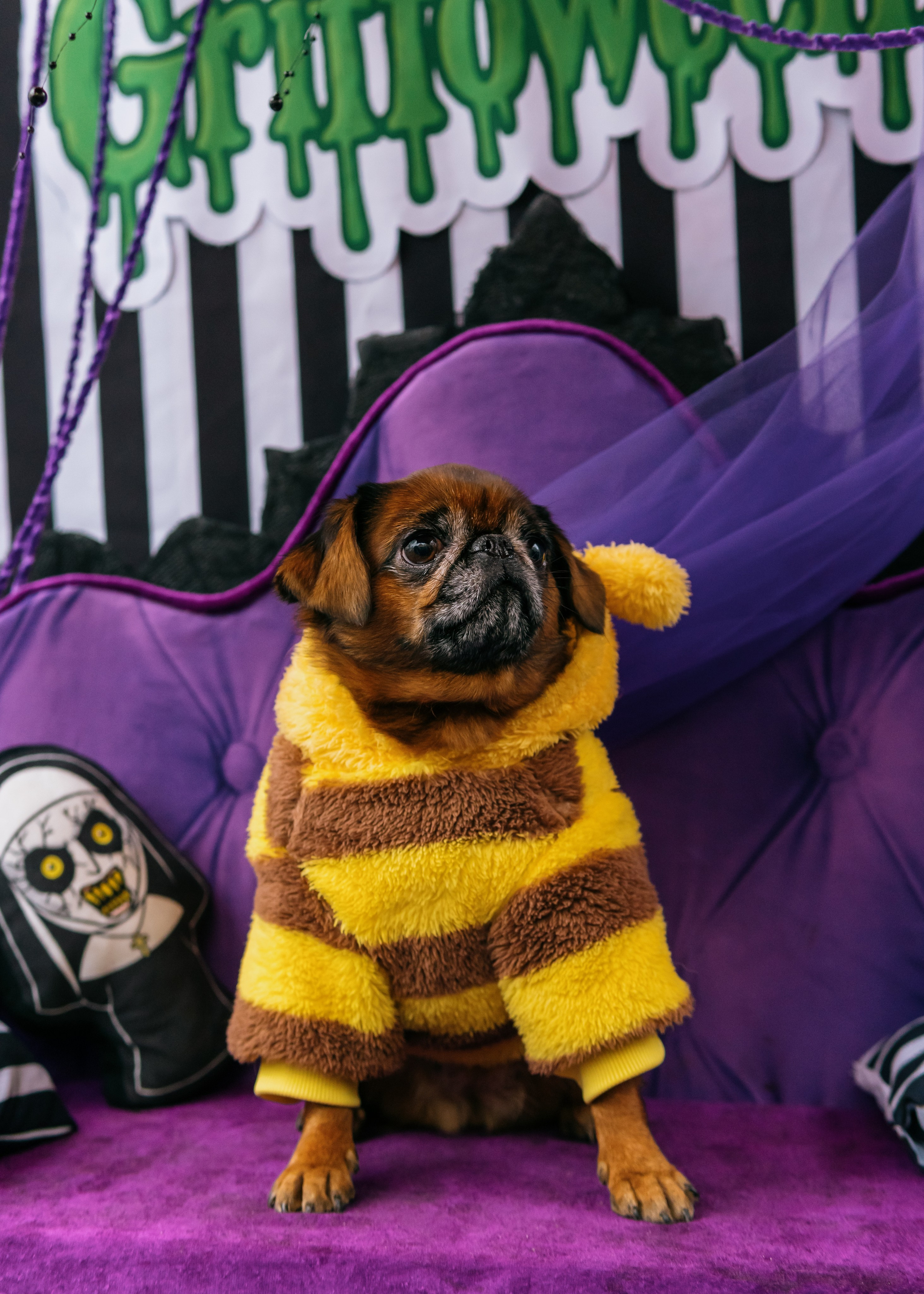 Тематическая встреча породников «Griffween». Фотограф-анималист Ксения Воробьева, Москва