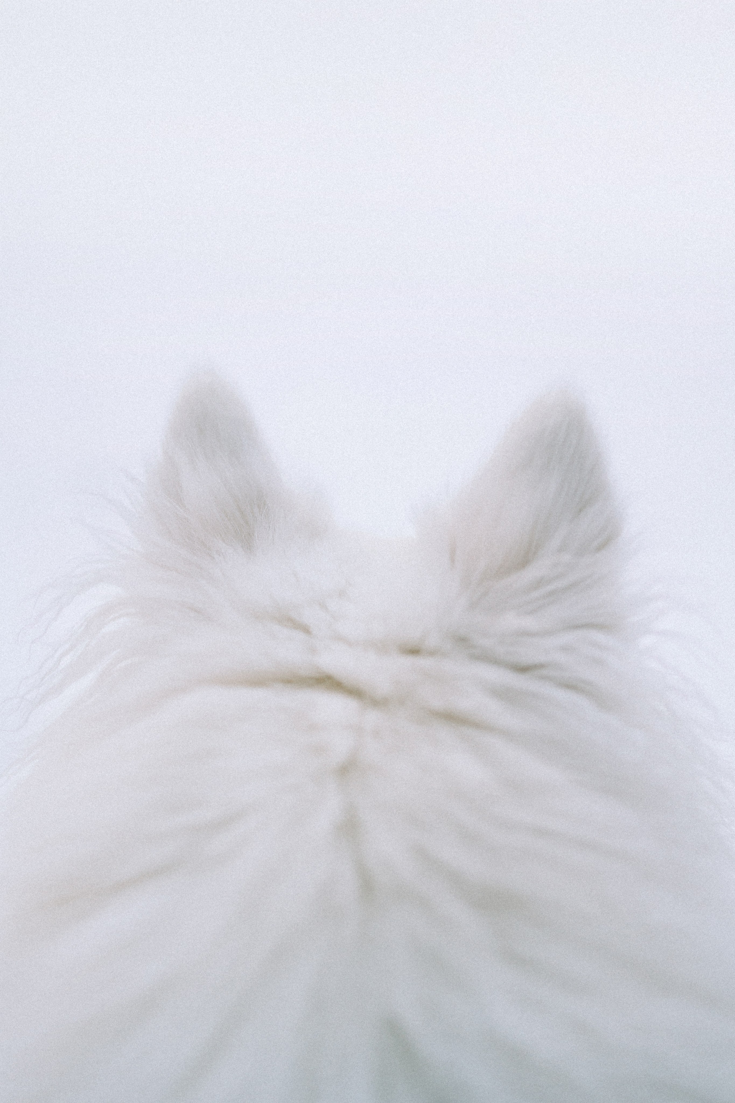 Шани и ее семья