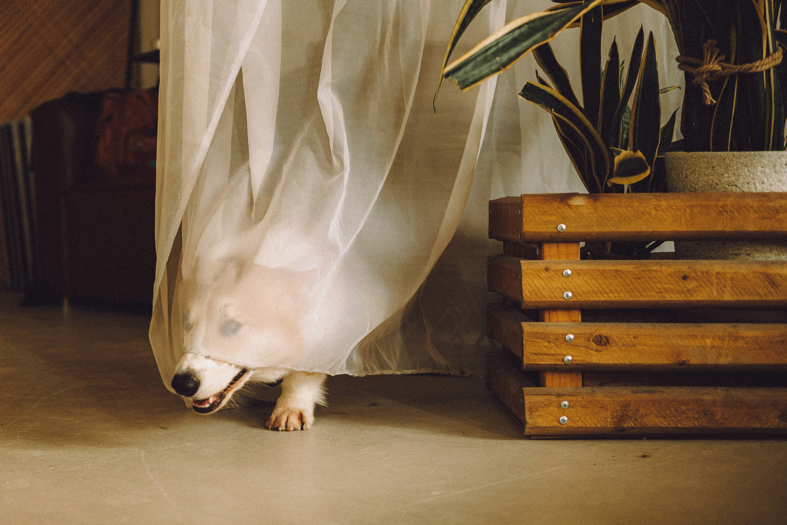 Наталья, Евгений и Мерлин