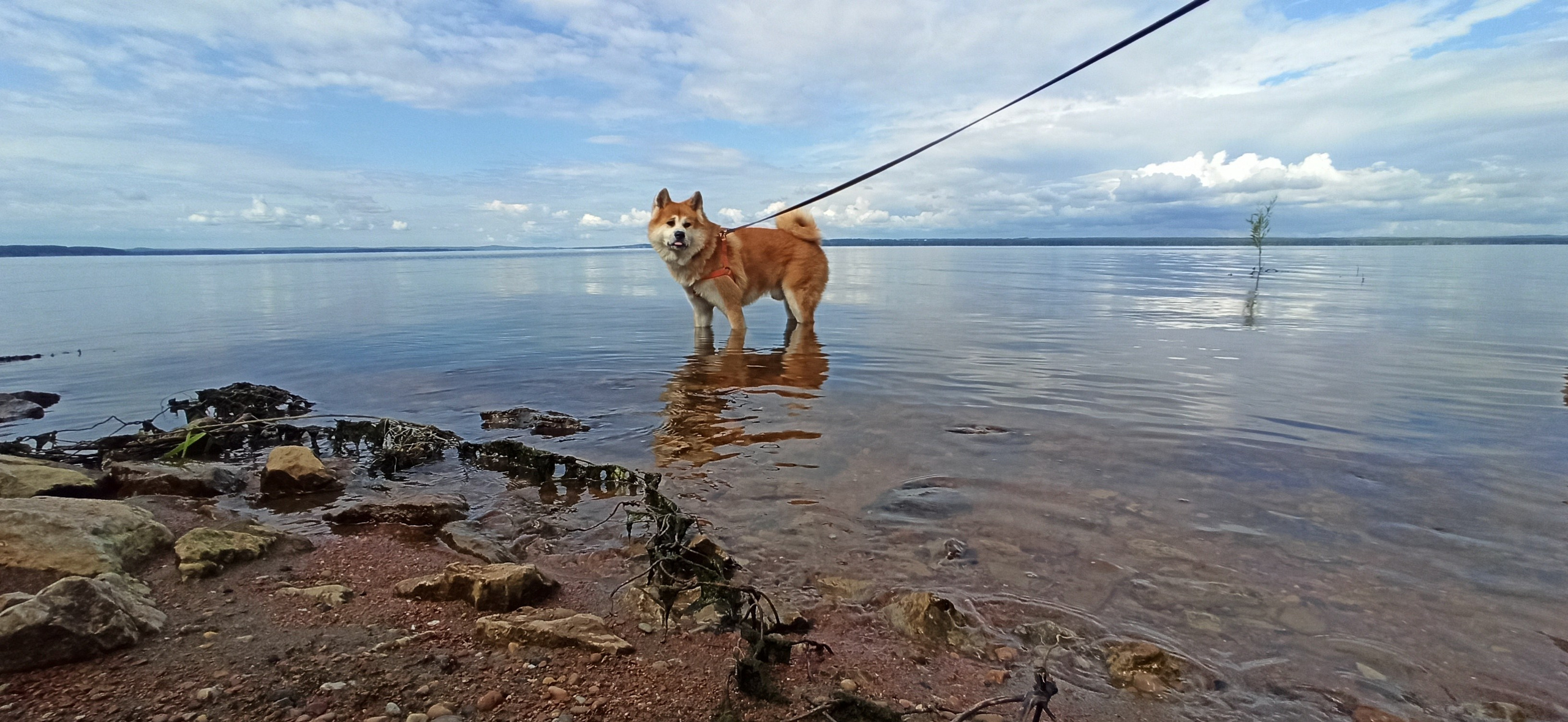 Животные. Фото, видео, монтаж