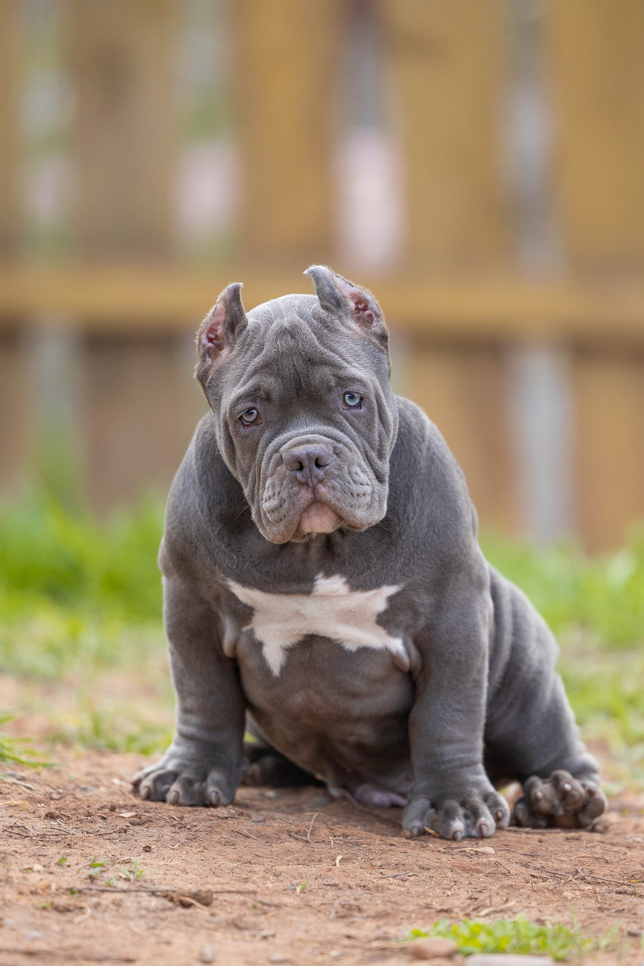 Щенки булли. Фотограф Анималист в Перми Анастасия Остерман