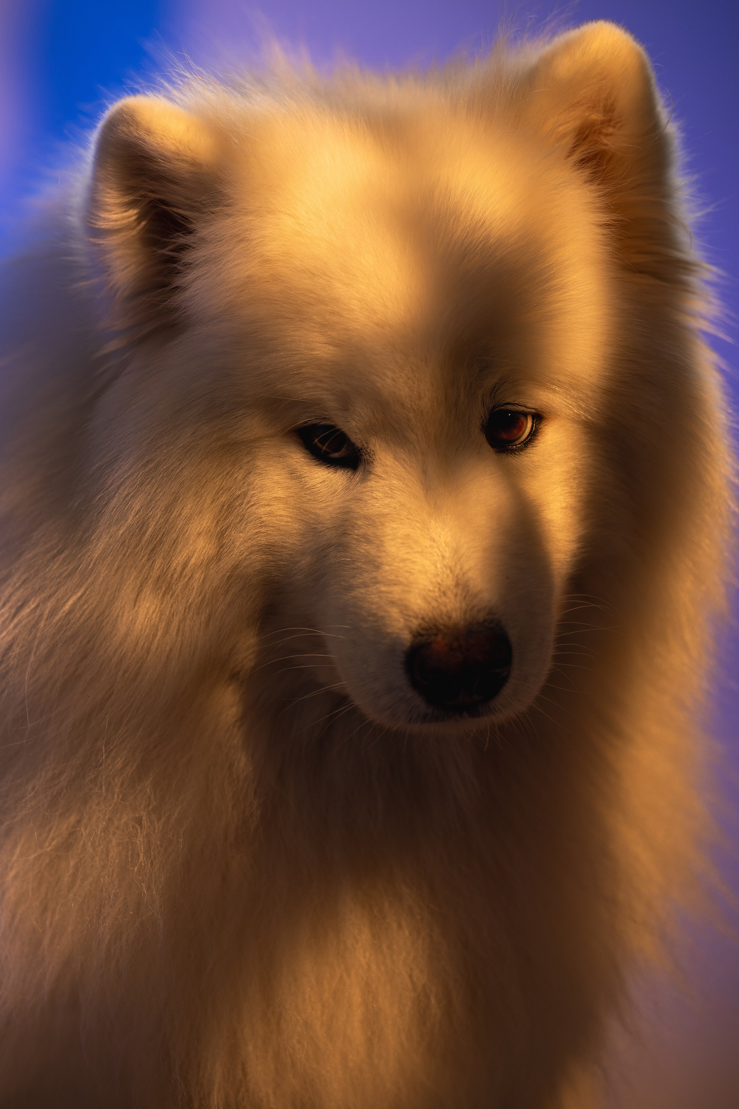 Самоеды в студии. Фотограф анималист в Москве Майорова Евгения