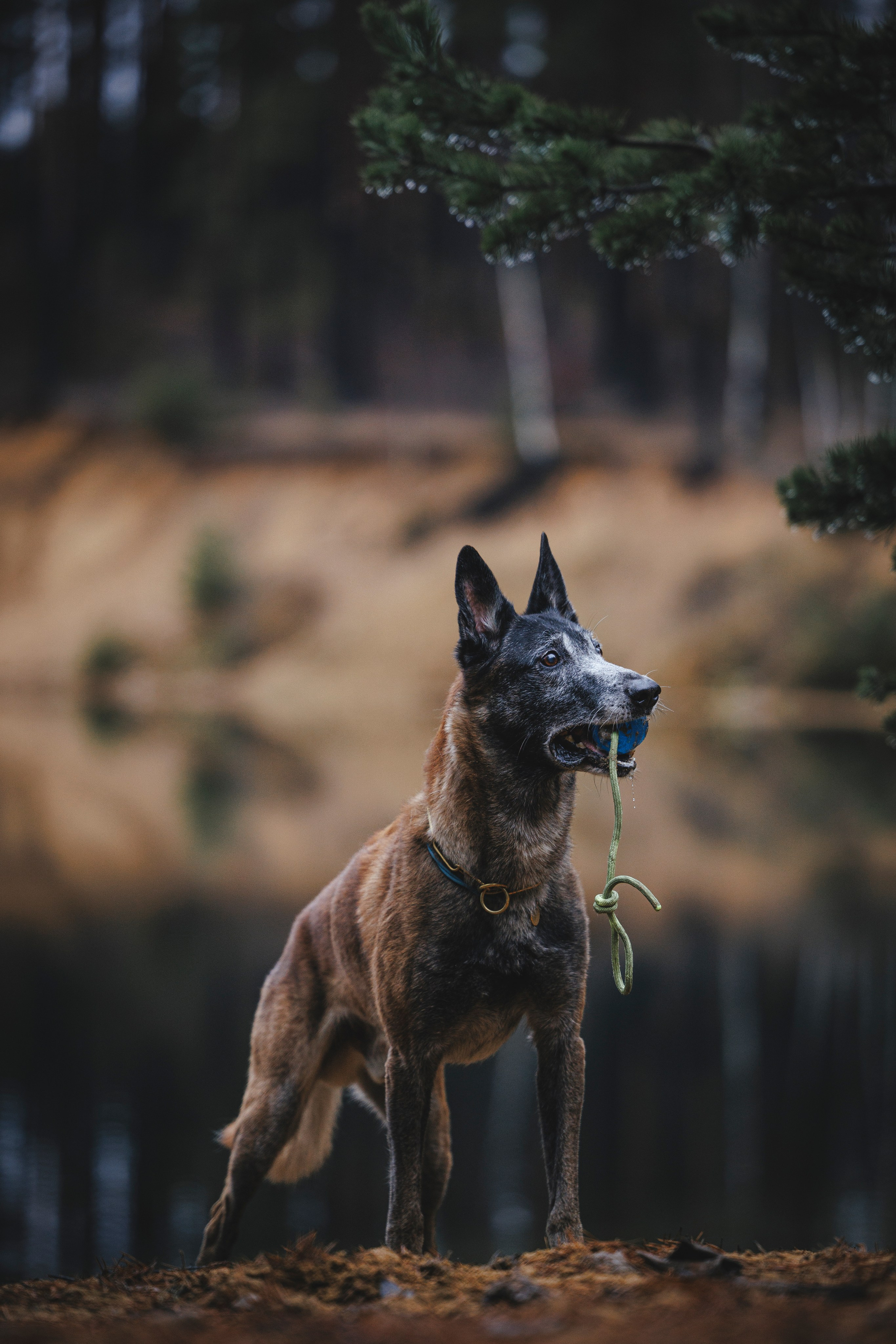Омен, Айс и Рицу. Фотограф-анималист Анна Маринич