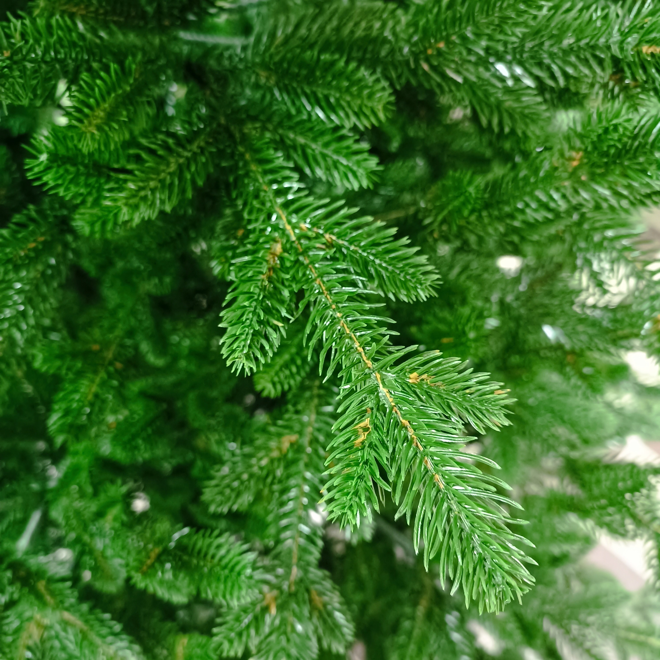 ПАРИЖАНКА. Elki_grodno