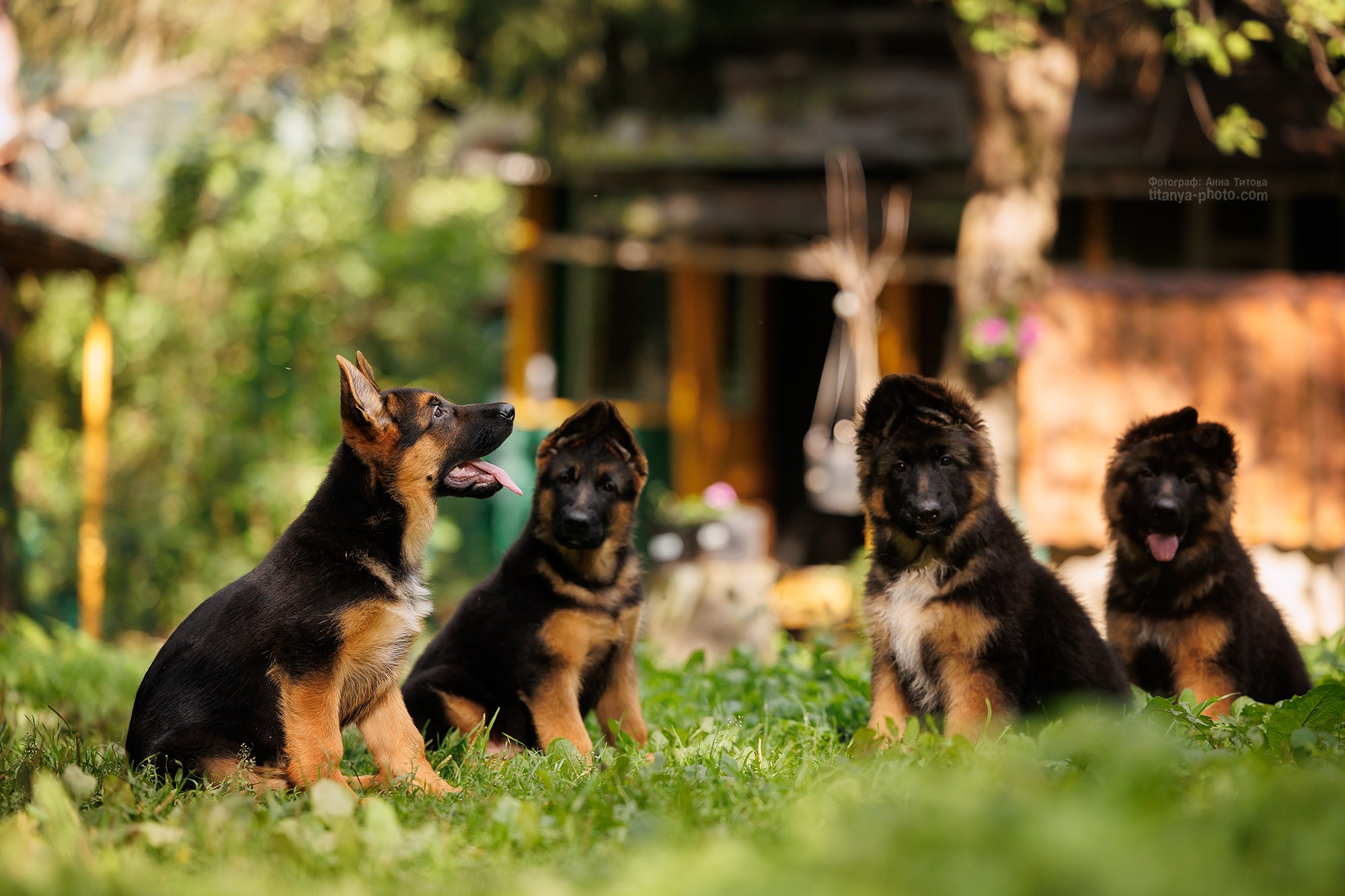 Щенки немецкой овчарки. Фотограф собак, фотограф-анималист Аня Титова (Titanya). Москва