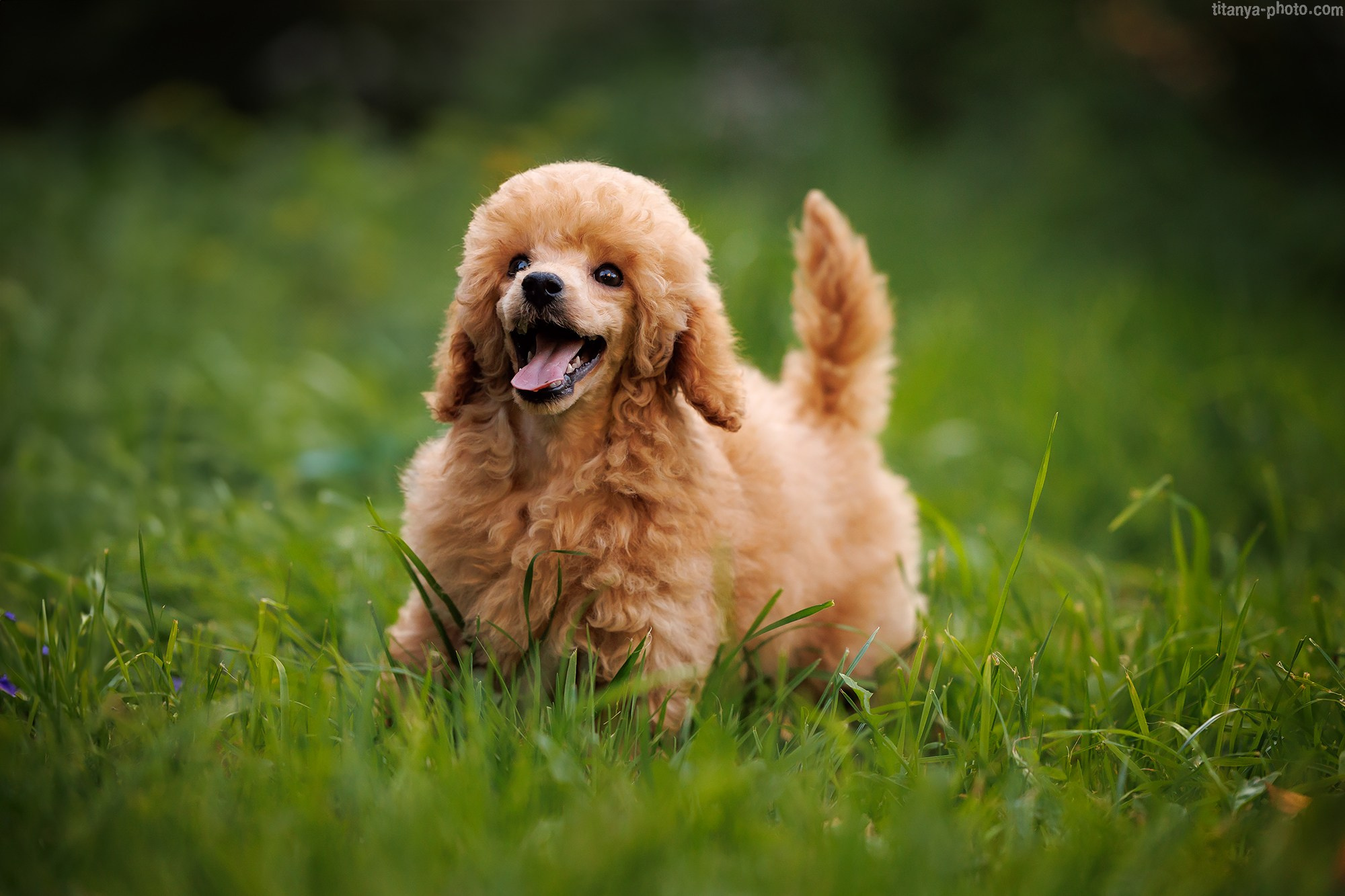 Осторожно, превышение уровня милоты!. Фотограф собак, фотограф-анималист Аня Титова (Titanya). Москва