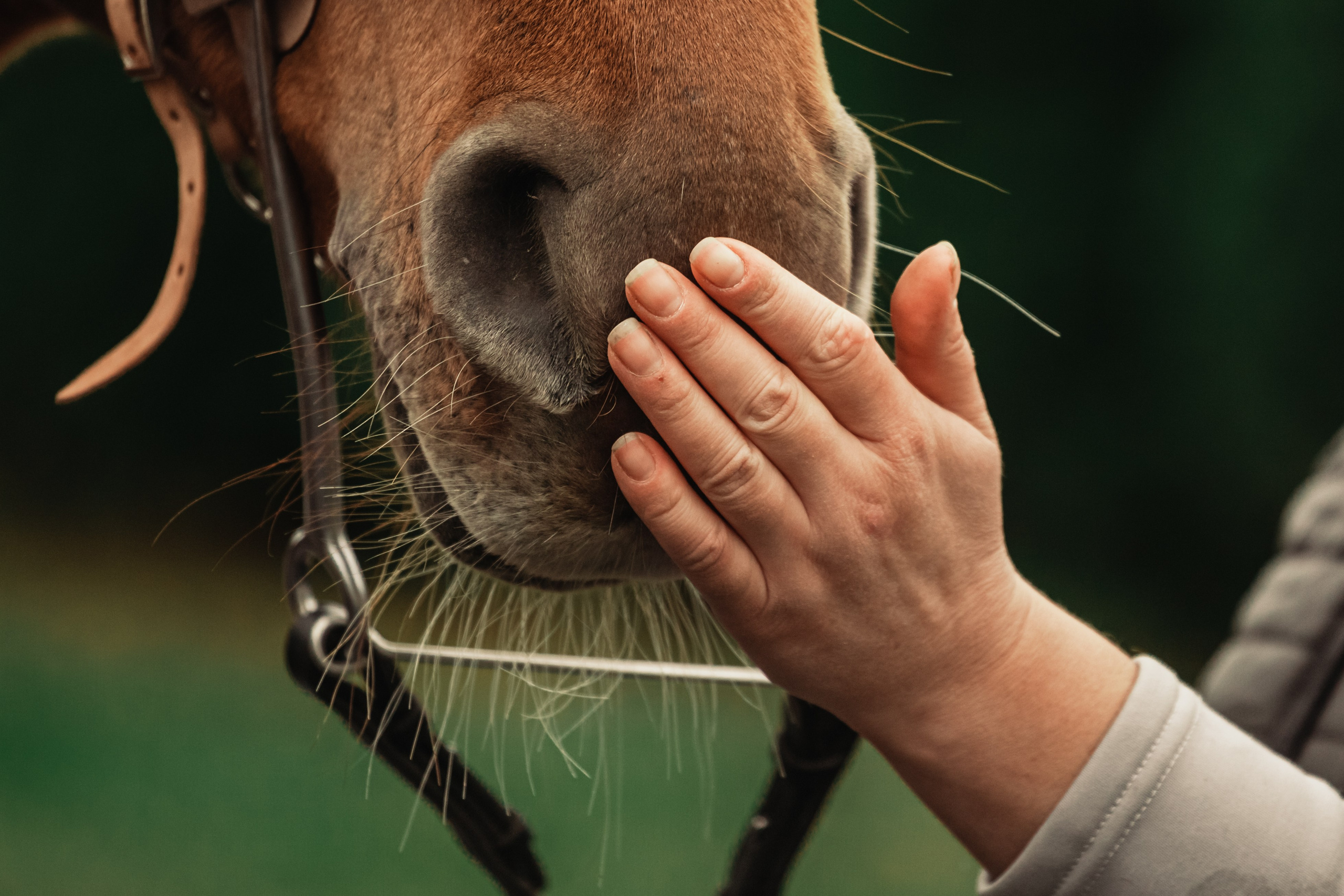 Лена и Рэджи. Фотограф-анималист Татьяна Степанова