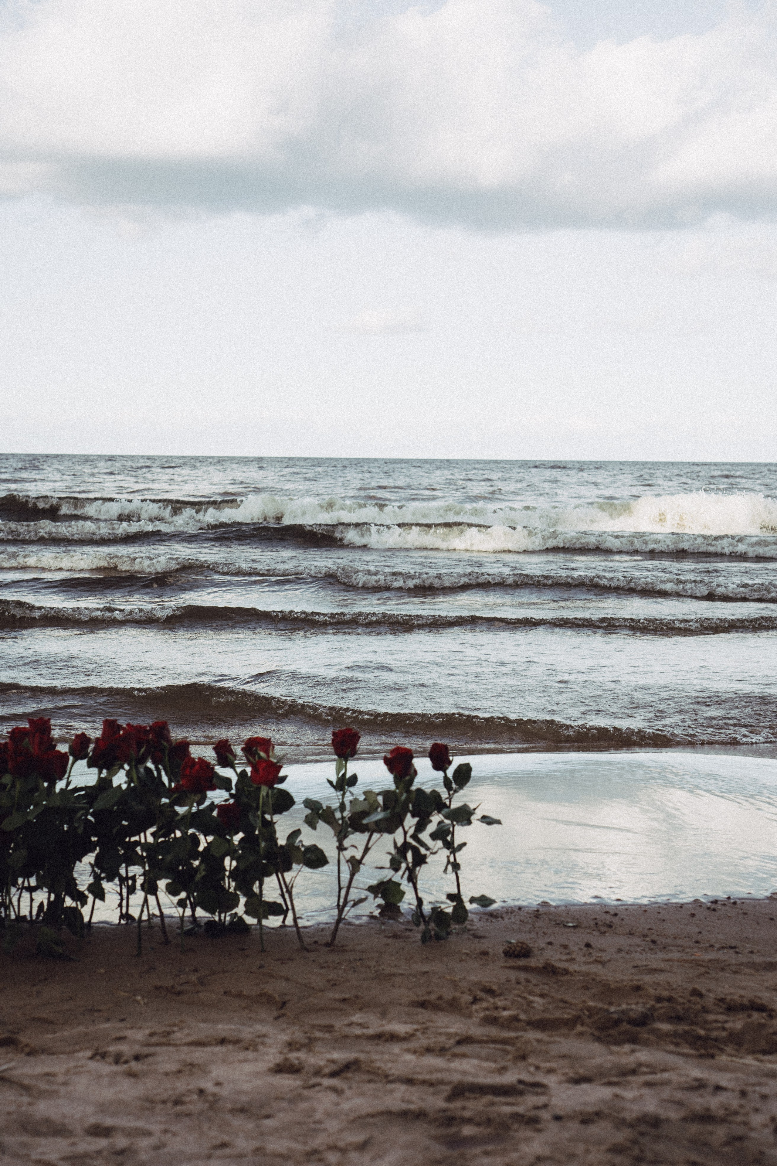 Розы. Профессиональный фотограф, Санкт-Петербург — Виктория Богомолова