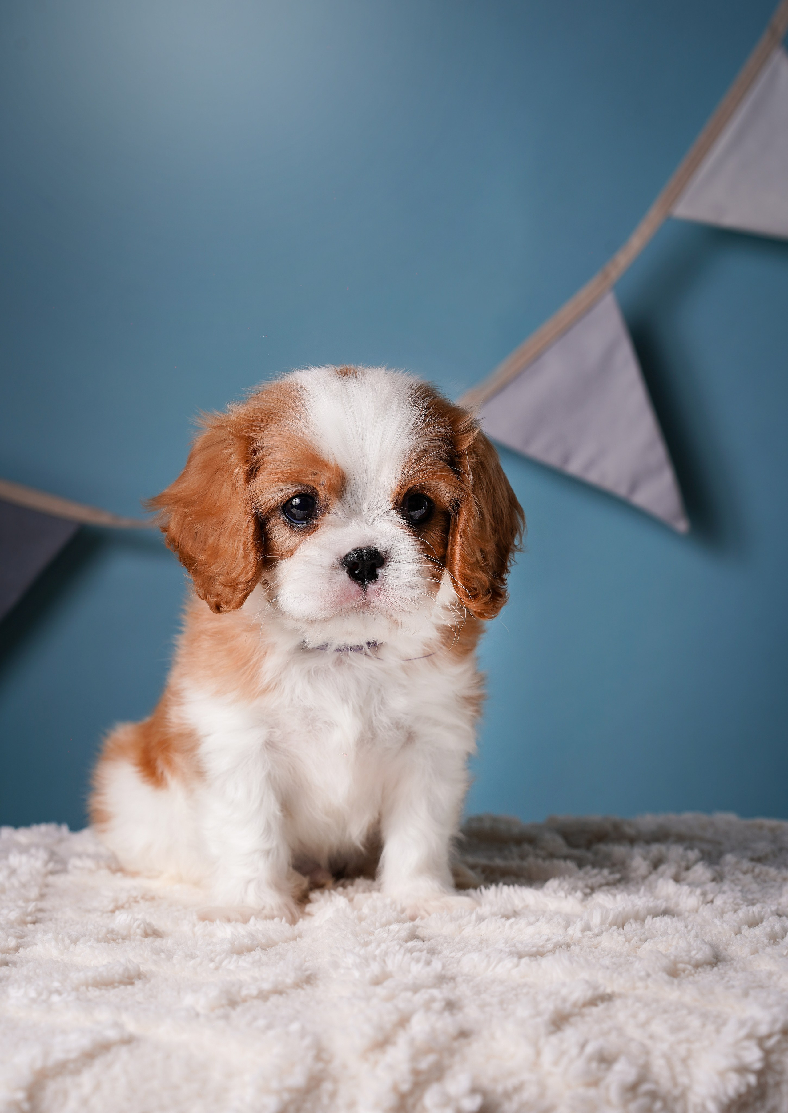 Щенки кавалера. Фотограф-анималист в Санкт-Петербурге Яна Мартынова