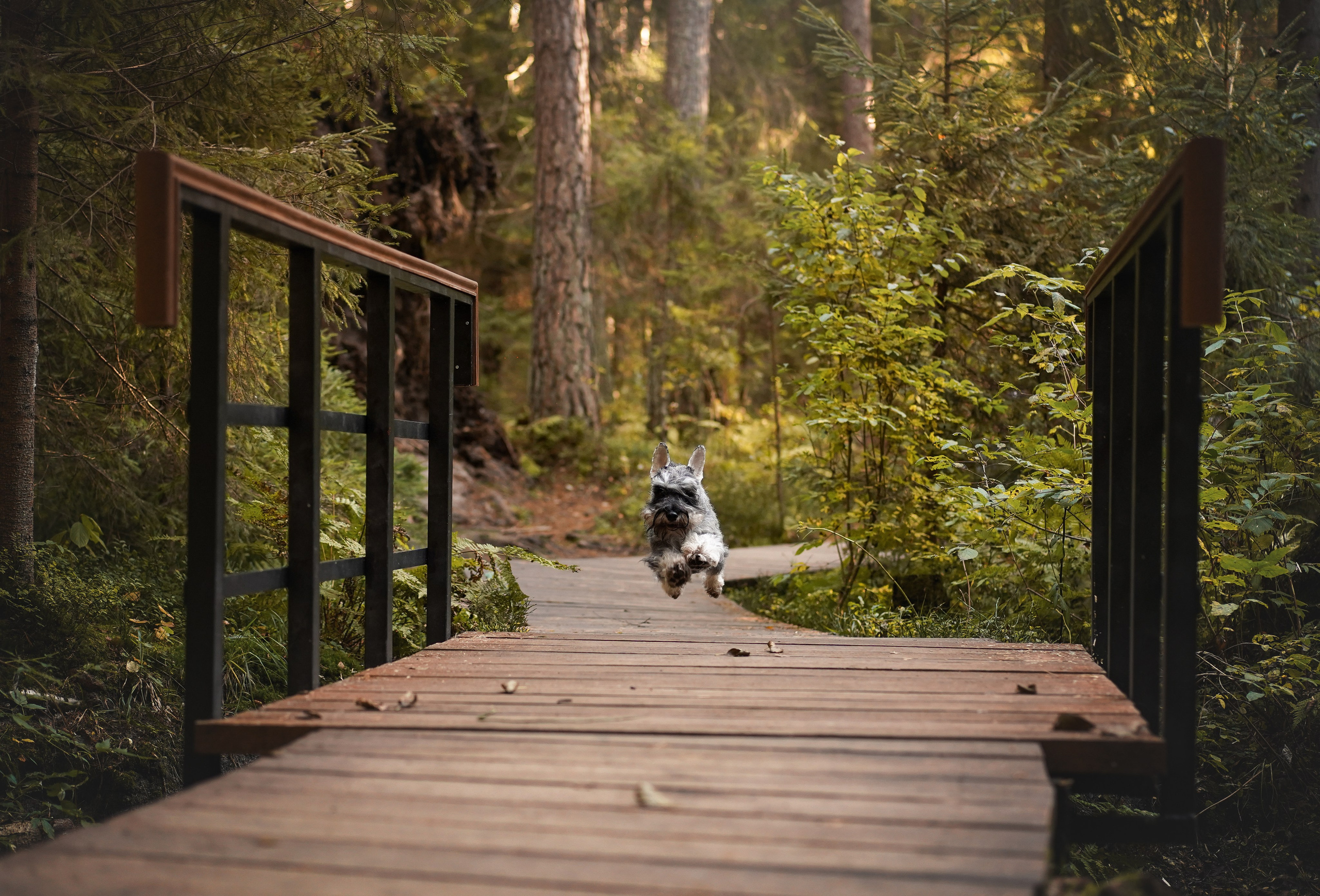 Даша Никита и Бенчи. Фотограф-анималист в Санкт-Петербурге Яна Мартынова