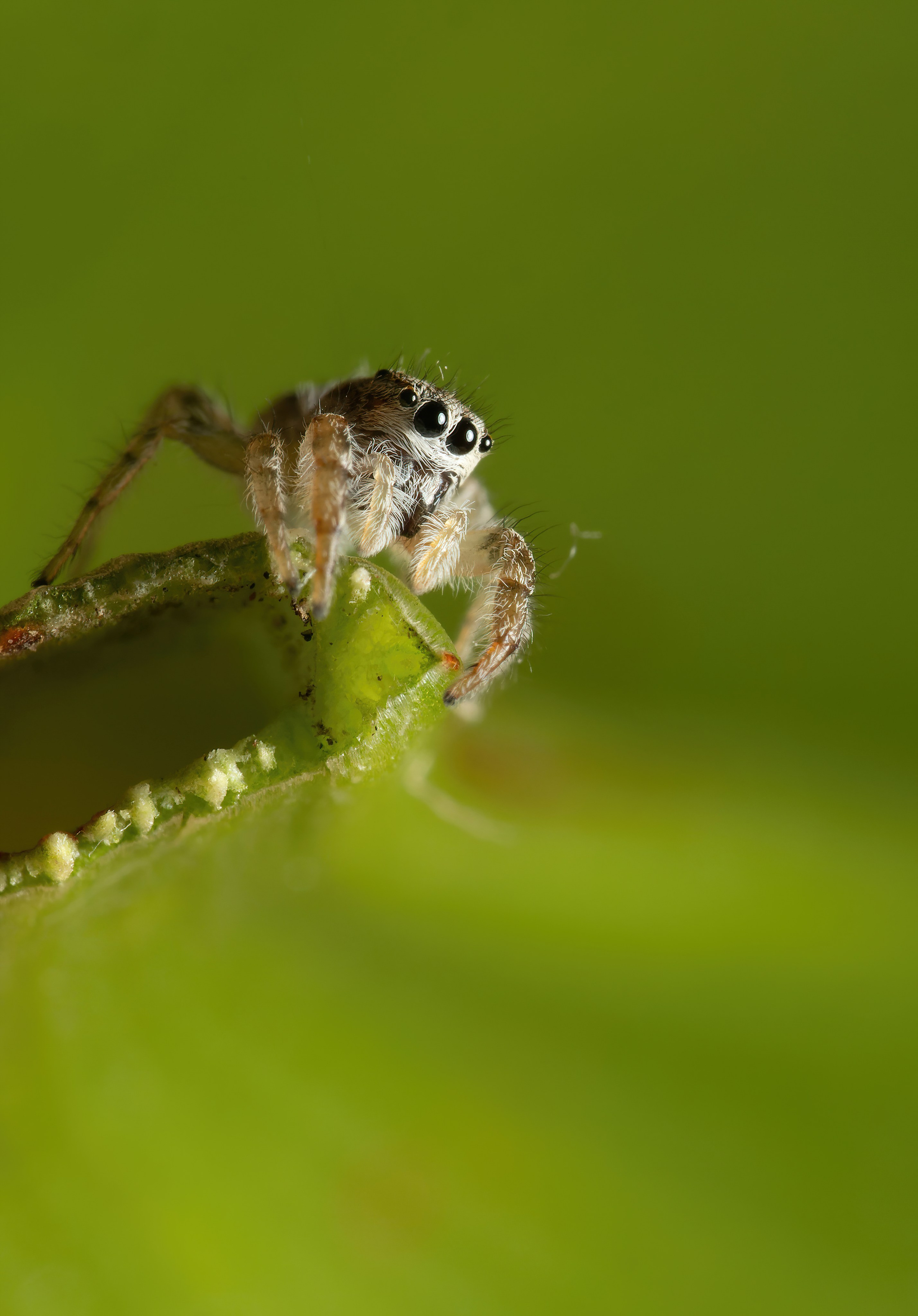 Пауки. Oles Paritskiy