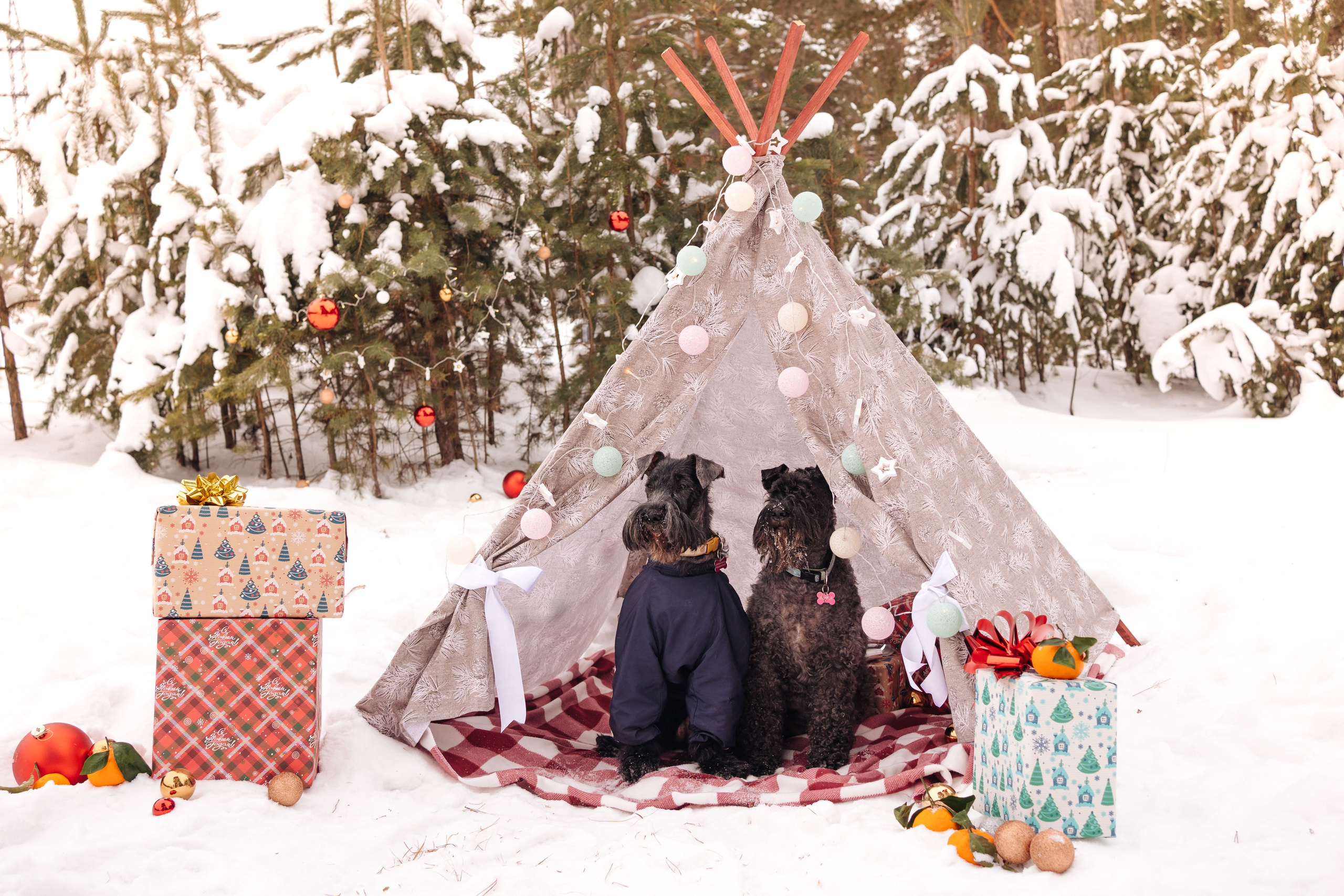 Г. Миасс 2023-2024. Фотограф-анималист Анастасия Большакова