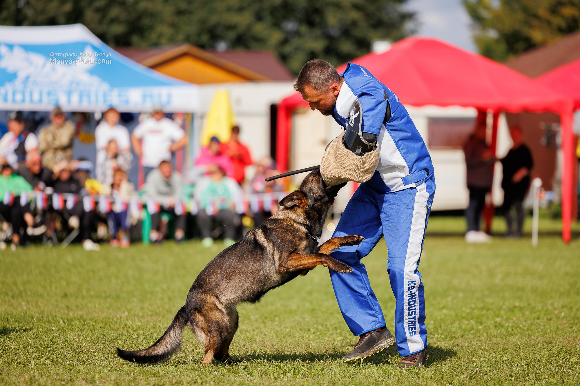 Немецкие овчарки: фото из рингов и вне ринга, мутпроба (фотографии с выставок). Фотограф собак, фотограф-анималист Аня Титова (Titanya). Москва