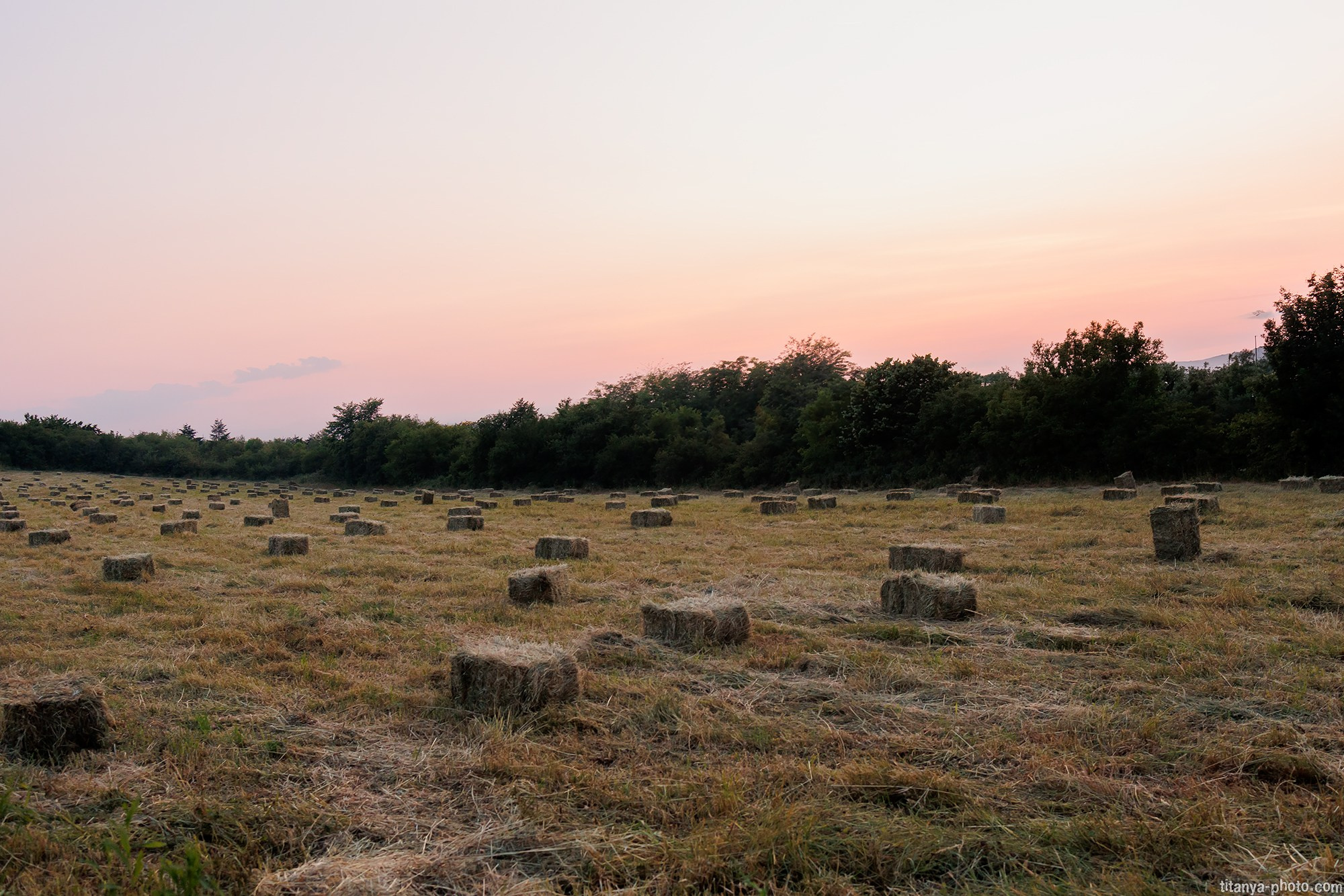 Собака на сене. Фотограф собак, фотограф-анималист Аня Титова (Titanya). Москва