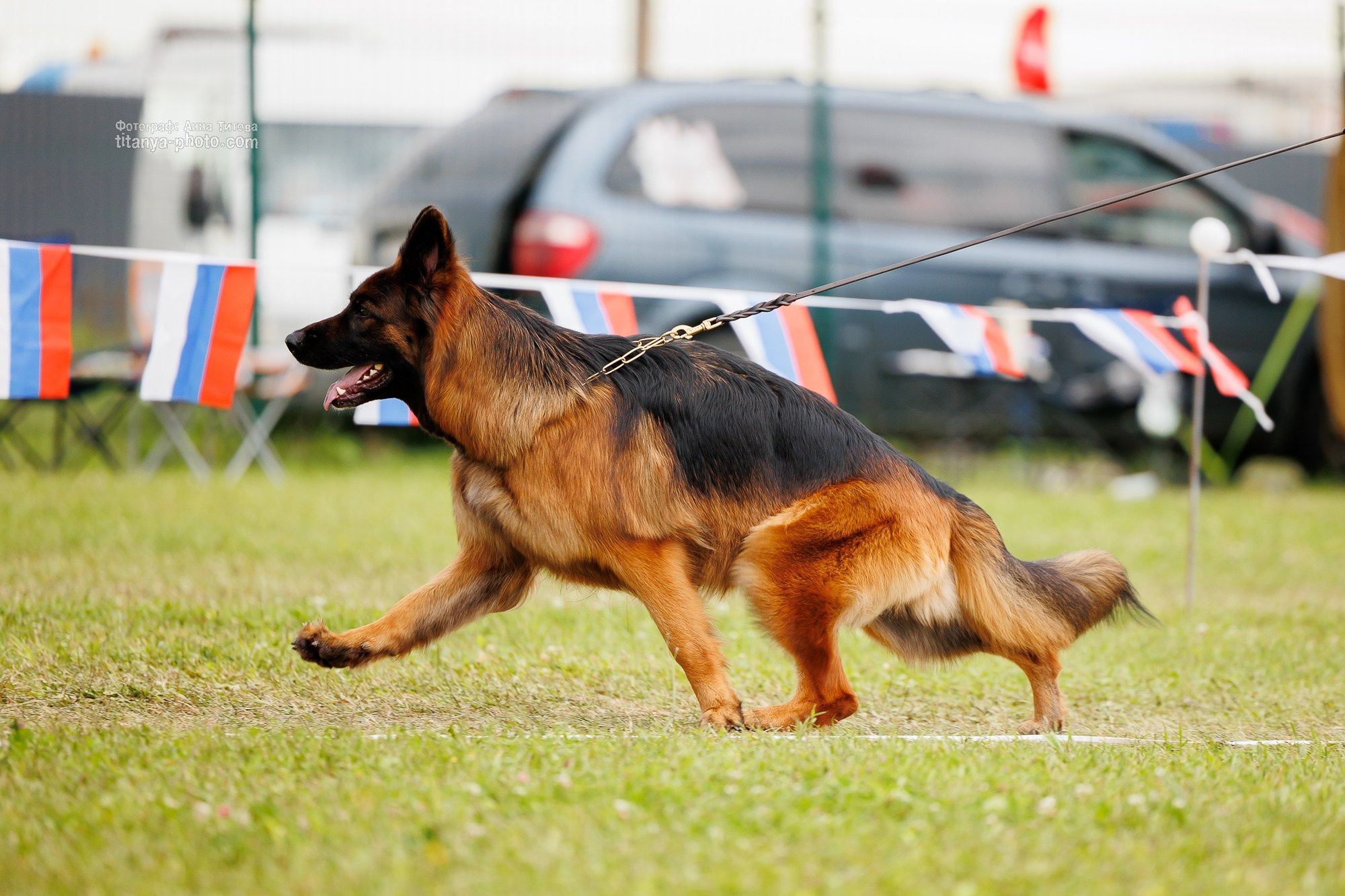 Немецкие овчарки: фото из рингов и вне ринга, мутпроба (фотографии с выставок). Фотограф собак, фотограф-анималист Аня Титова (Titanya). Москва