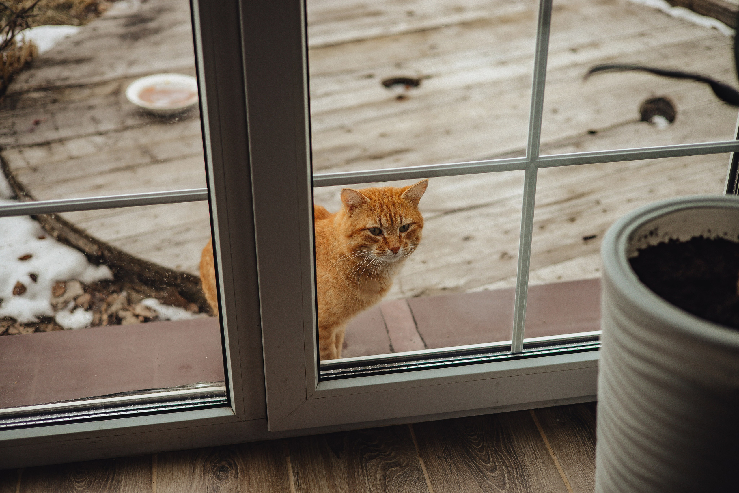 Home — съемка. Свадебный и семейный фотограф Пушкин Царское Село СПБ Питер Санкт-Петербург и Рязань Ольга Козлова