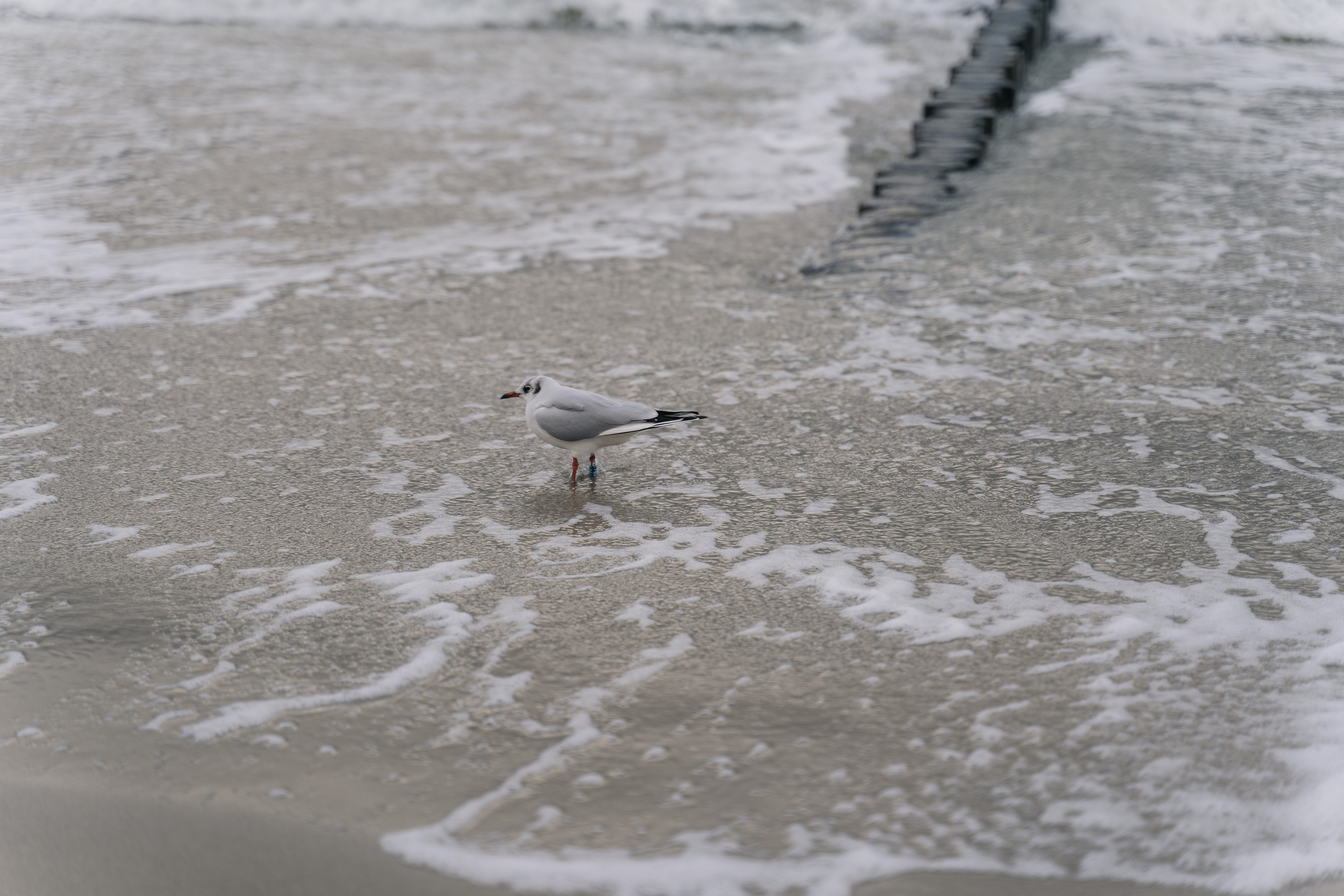 I. Семейный и свадебный фотограф Мария Нетребко г. Калининград