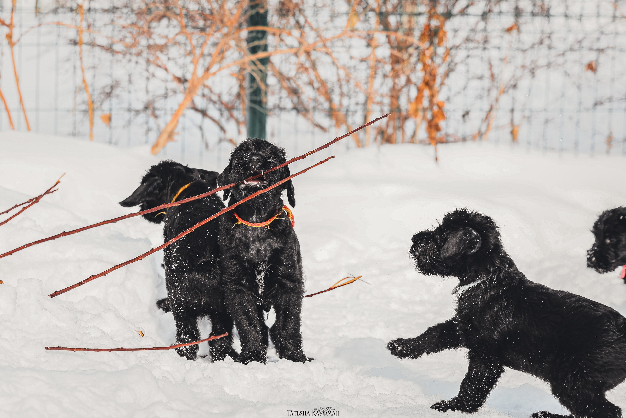 Ризеншнауцер, щенки ризеншнауцера, купить ризеншнауцера, купить щенка, ризеншнауцер Новосибирск, фотосъемка щенков, фотосессия собак, заказать фотосессию, фотографии щенков, сфотографировать щенка, фотограф Анималист, фотограф собак Новосибирск, фотограф анималист Новосибирск