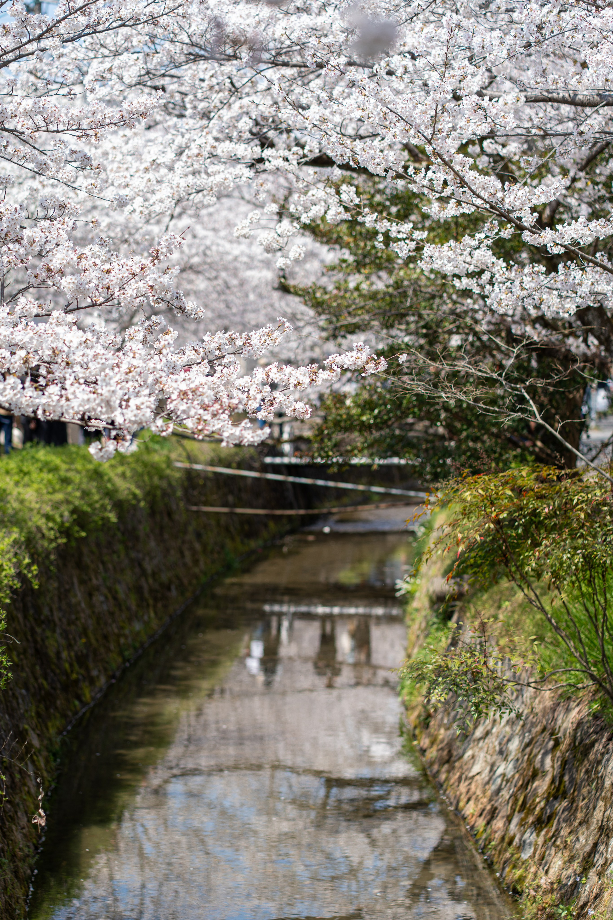 Япония, сакура. Творческие сьемки
