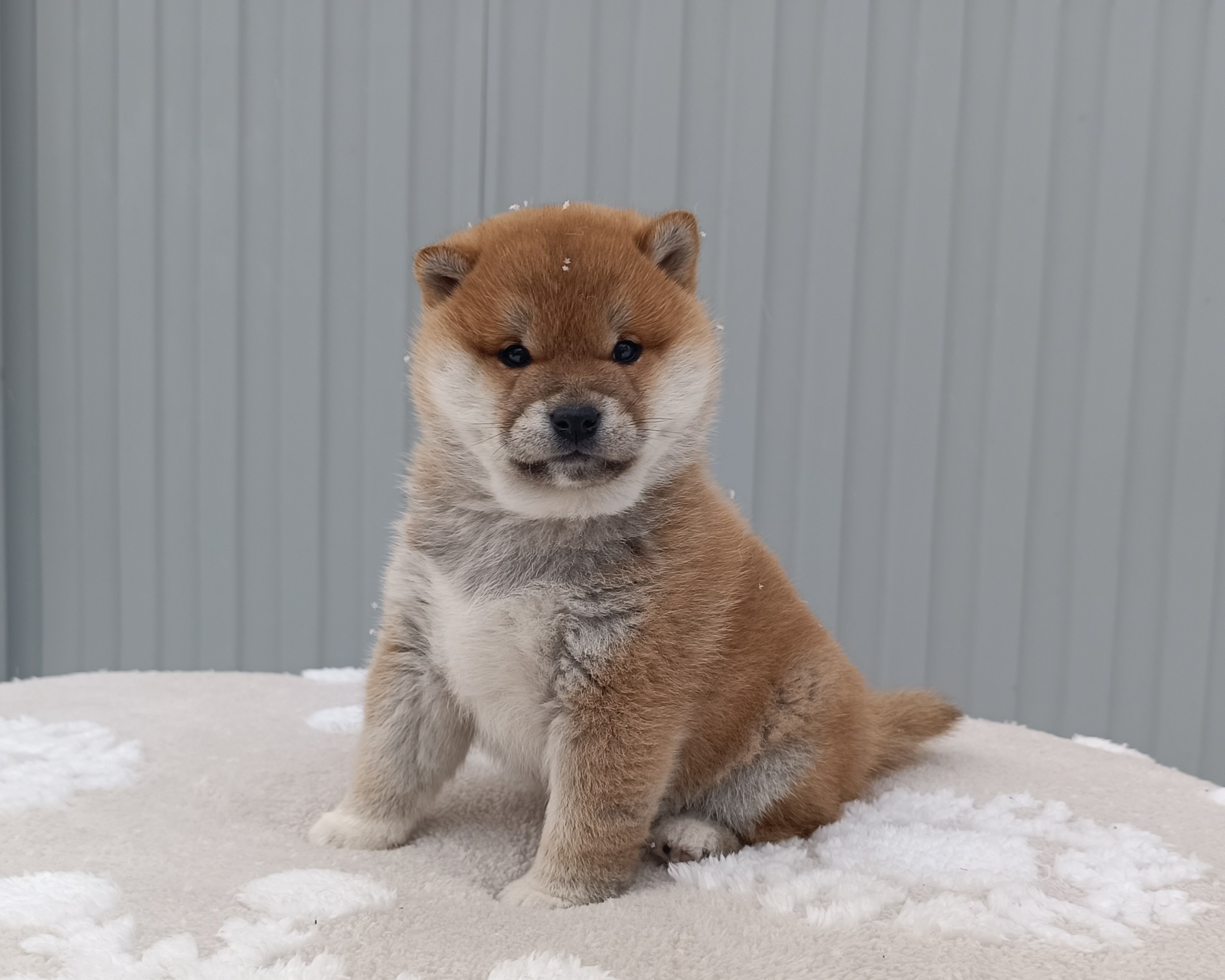 сиба питомник Рубилайт щенки на продажу rubylight  сиба щенки купить СПб Санкт-Петербург 