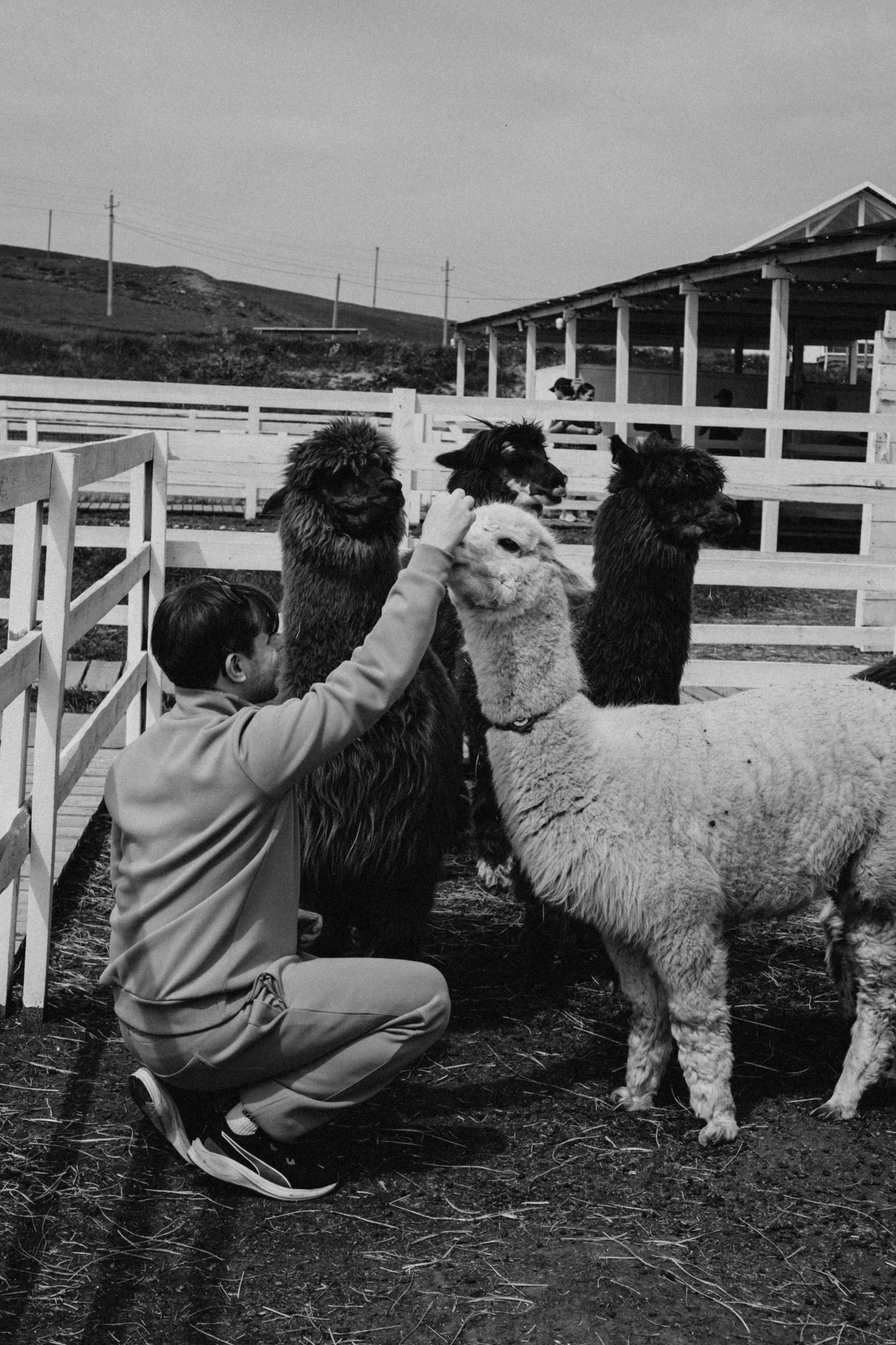 Ферма Альпак. Профессиональный фотограф, Санкт-Петербург — Виктория Богомолова