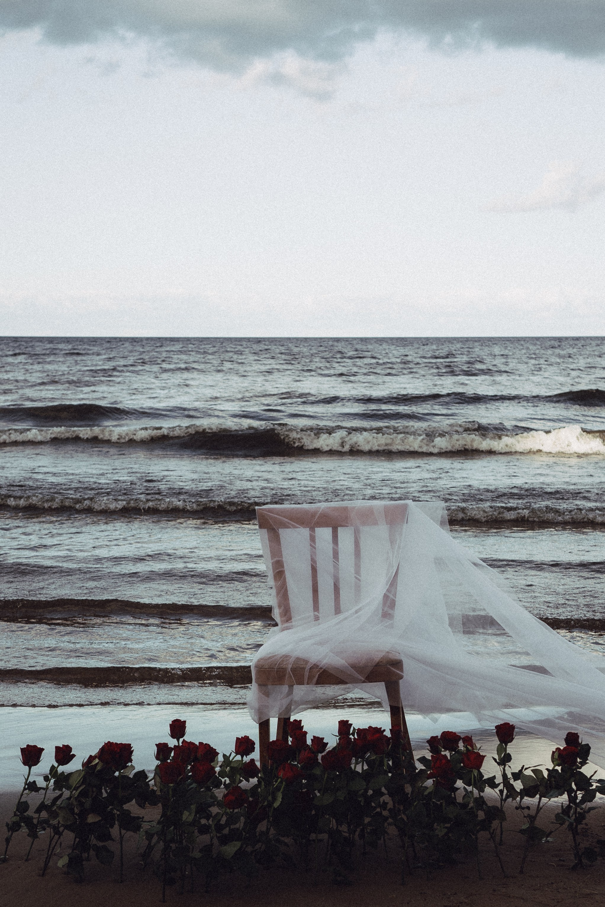 Розы. Профессиональный фотограф, Санкт-Петербург — Виктория Богомолова