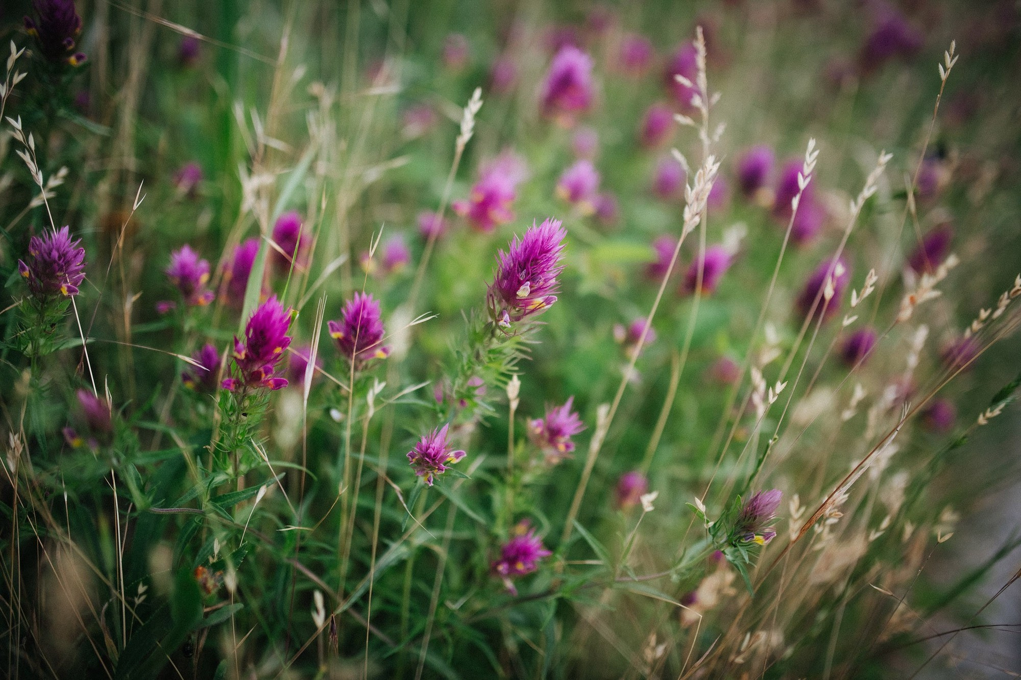 Анапа фотосессия Анапа фотостудия Фотограф анапа. Семейный, детский, свадебный, фотограф в городе Анапа