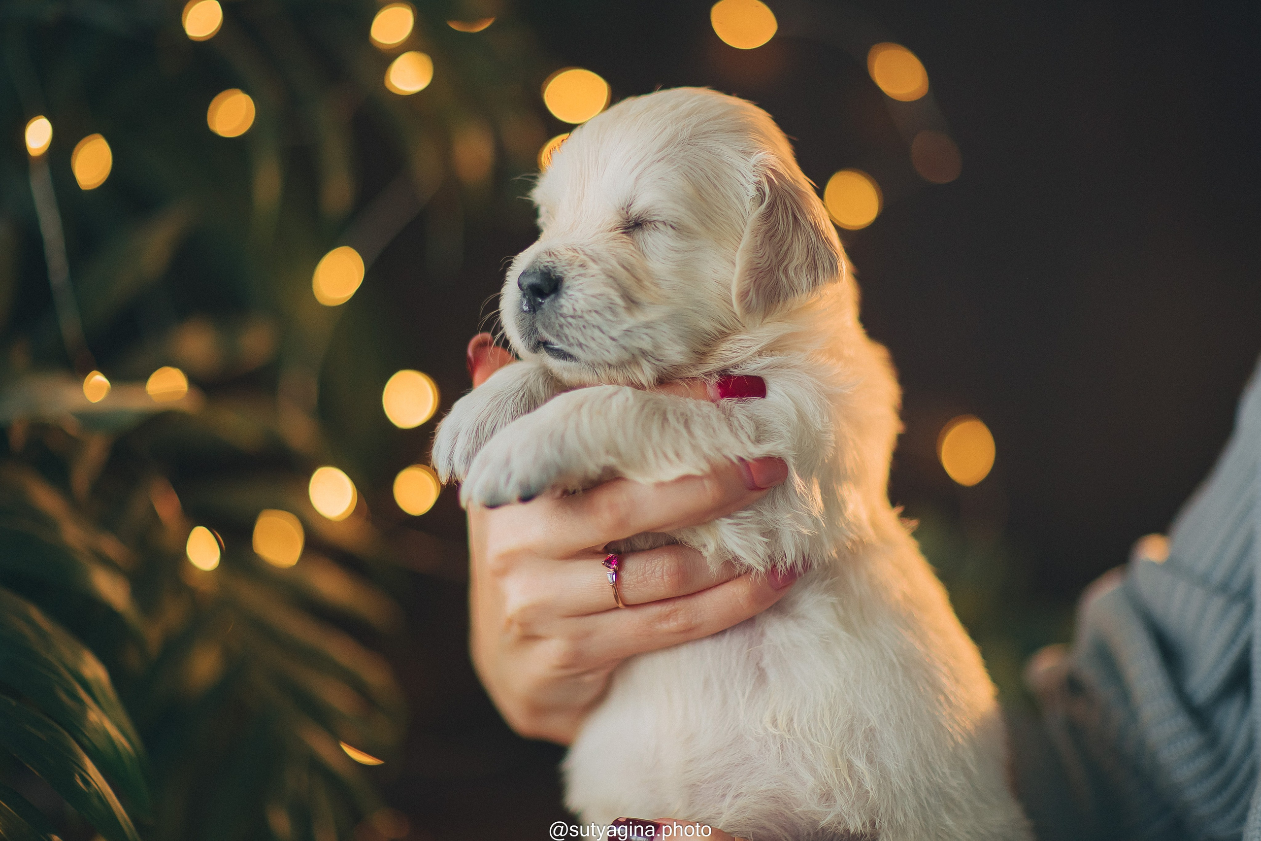 Розовый ошейник. Свадебный и женский фотограф
