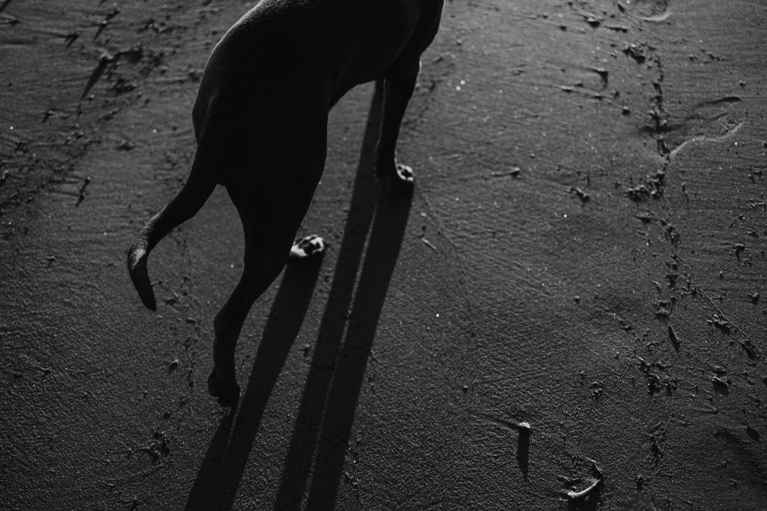 Анна и Лана. Фотограф — Анималист | Санкт-Петербург