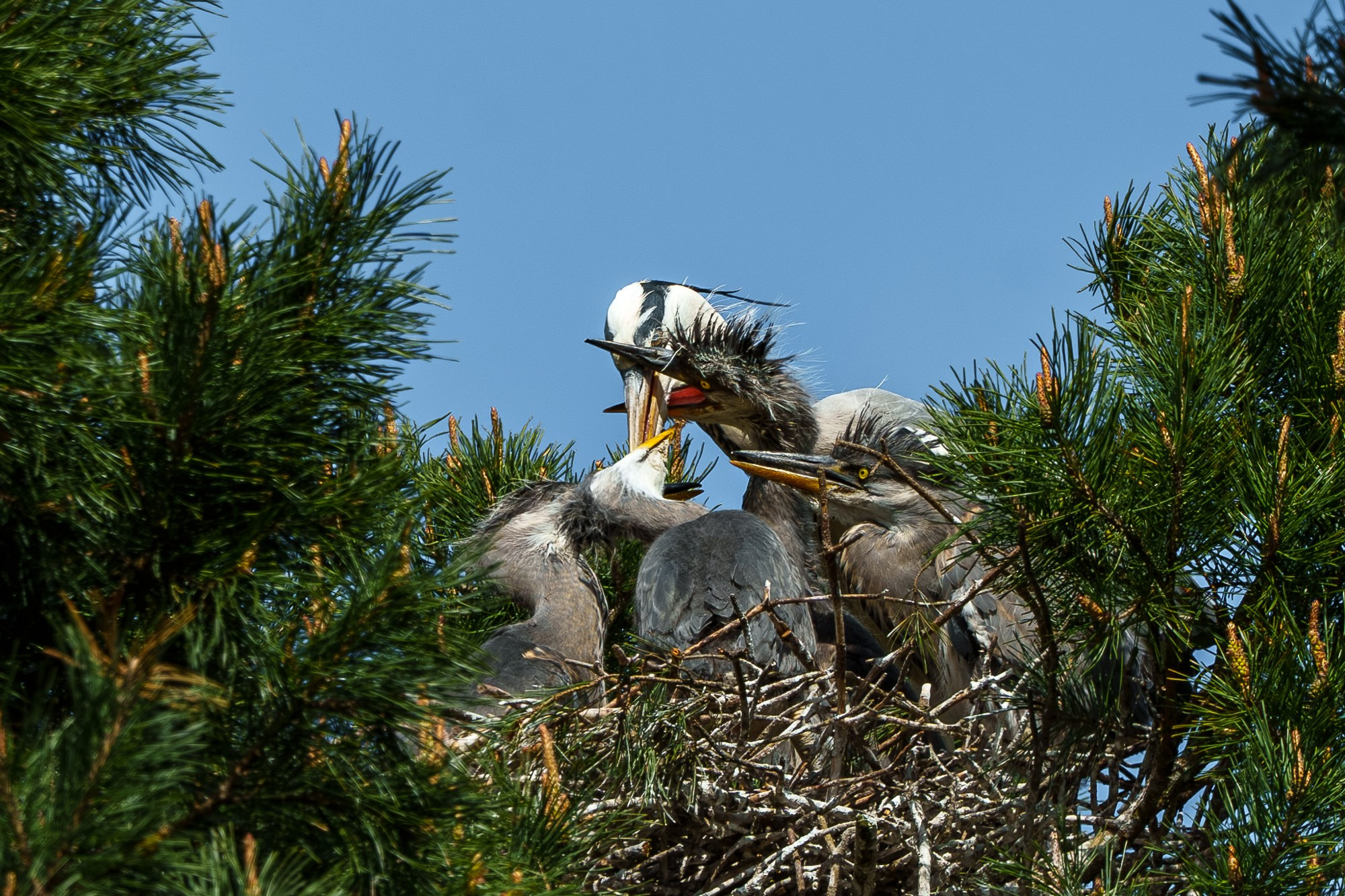 Удивительные мир птиц. Вокруг нас столько прекрасного — присмотритесь!. Ваш личный фотограф Марина Волкова