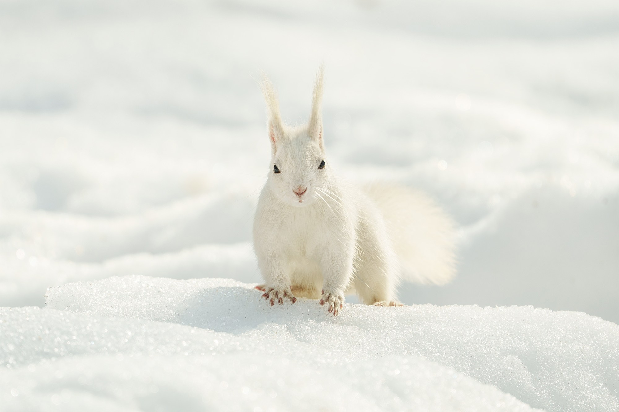 Животные. Ваш личный фотограф Марина Волкова