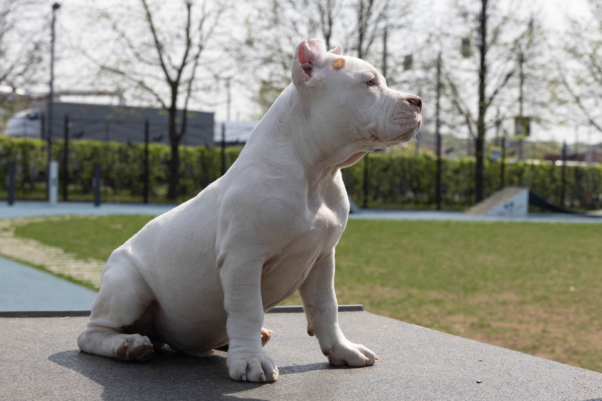 Щенки. Виктория Михайловская. Фотограф-анималист. Москва