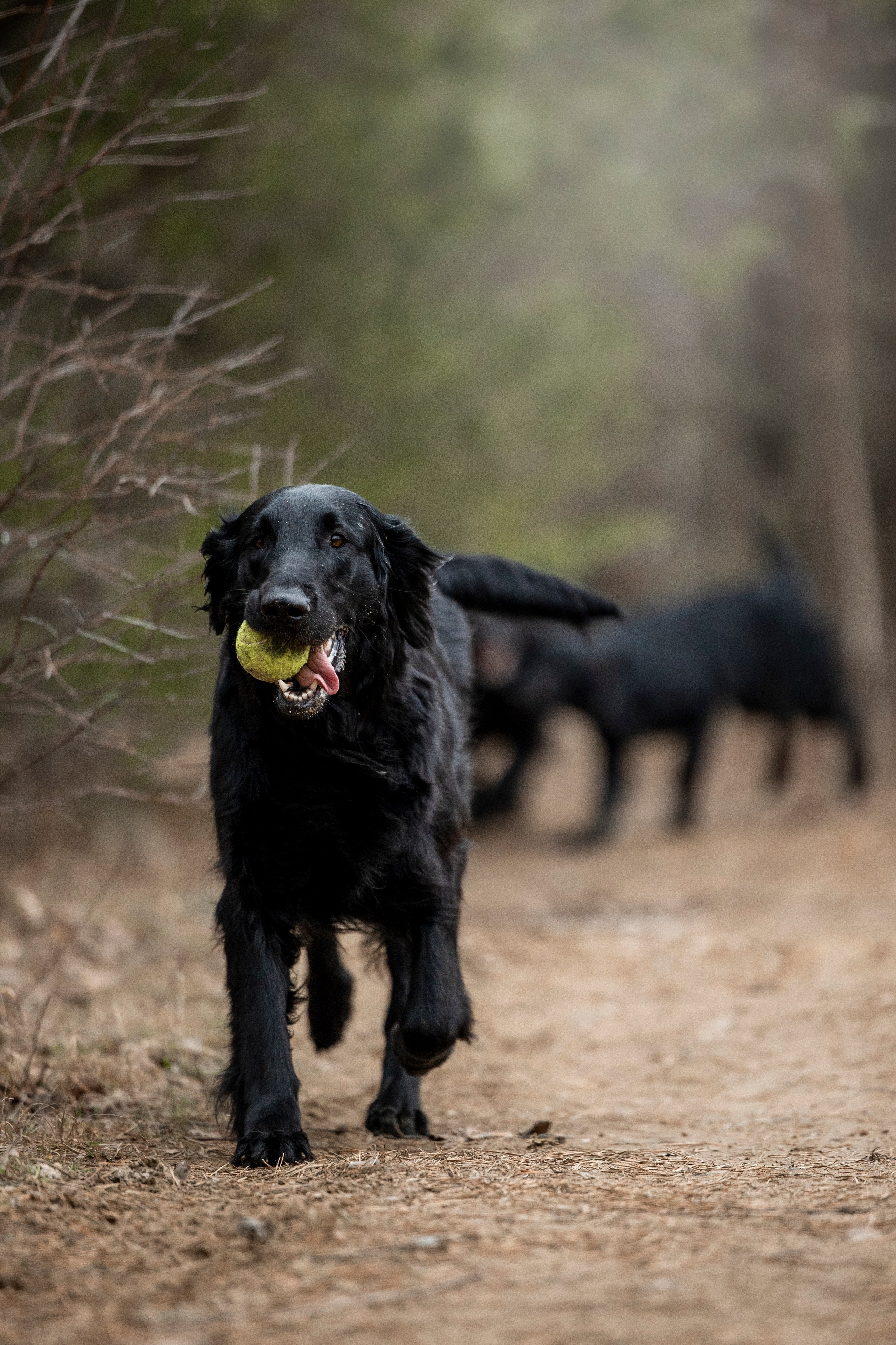 Ора, Ева, Рози и их семья. Фотограф — Анималист | Санкт-Петербург