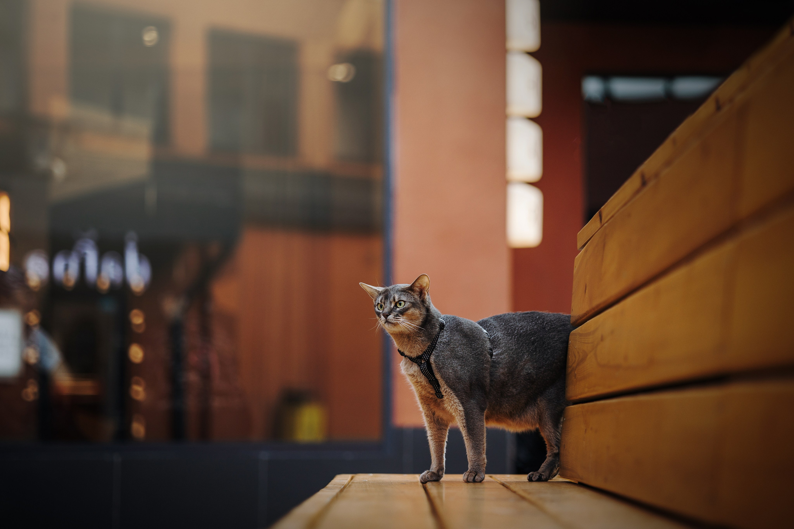 Циско и его семья. Фотограф — Анималист | Санкт-Петербург