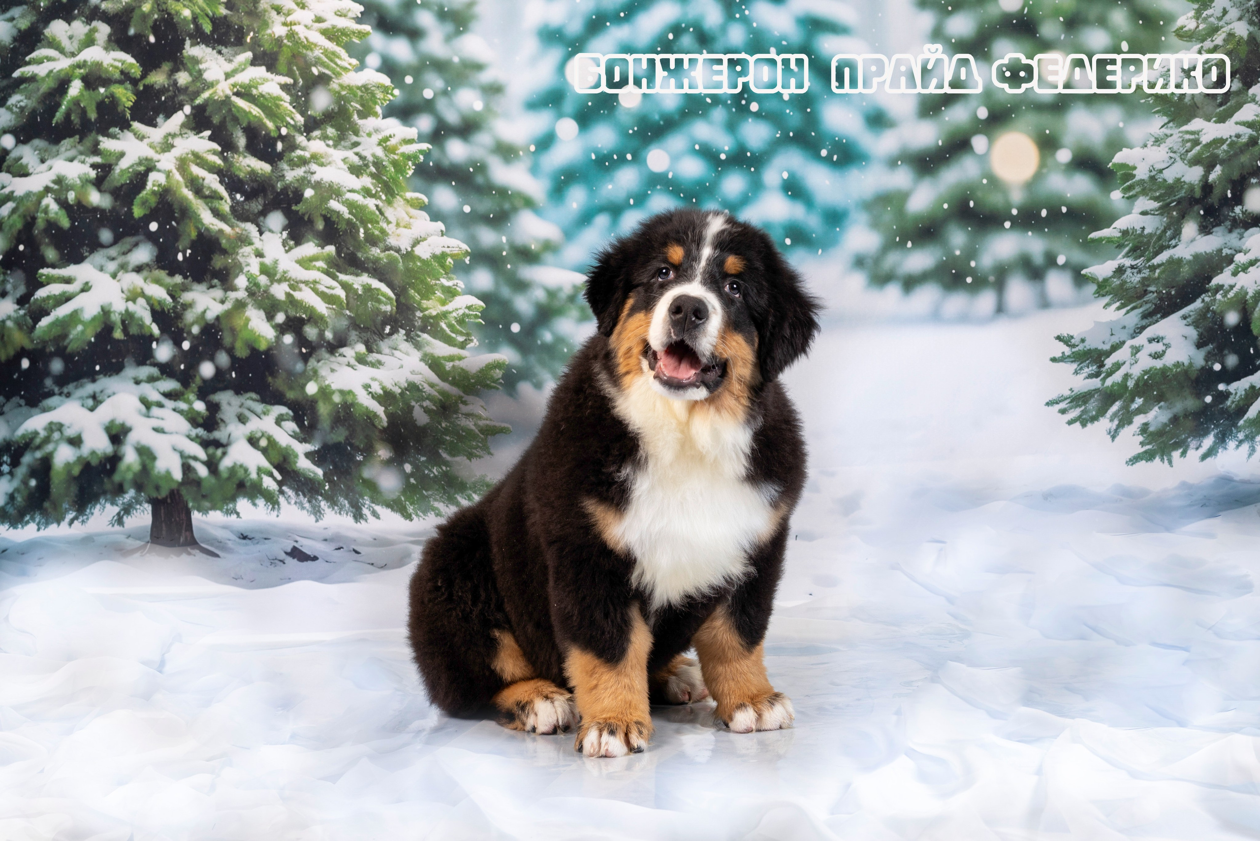 Бонжерон прайд. Фотограф 📸 семейный, предметный, репортажный