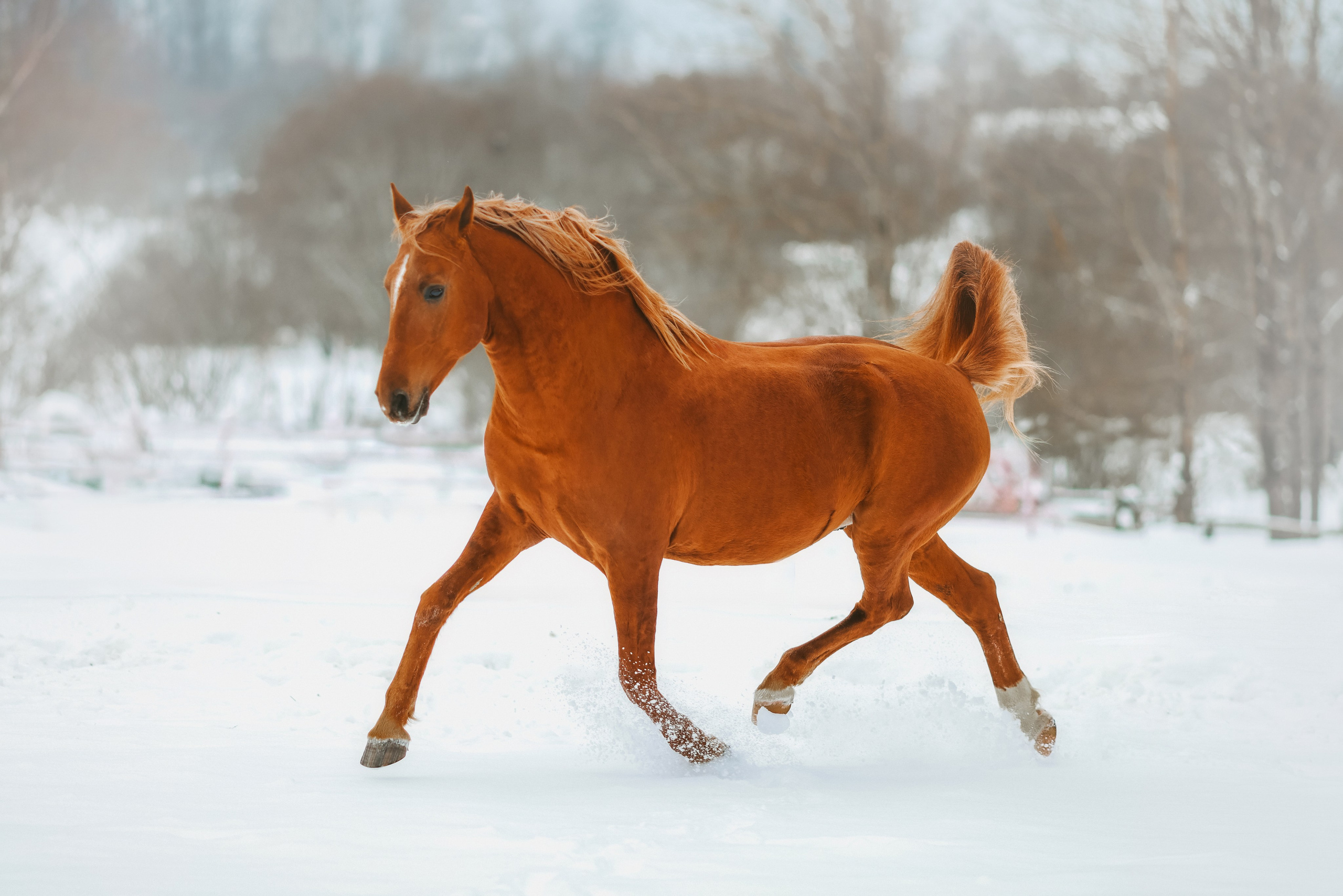 Фотосессии с лошадьми