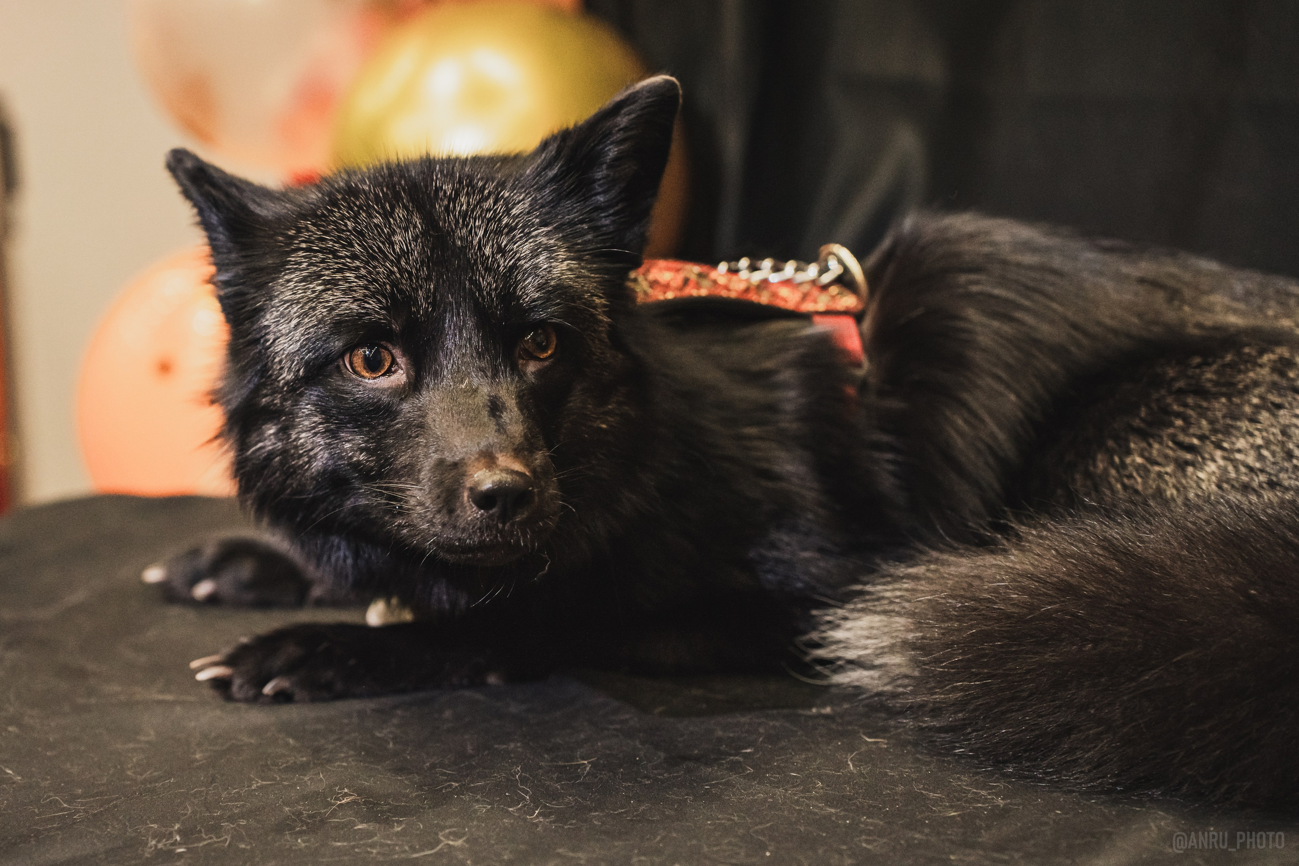 Fox Family fest. Репортажный фотограф Анастасия Рубцова