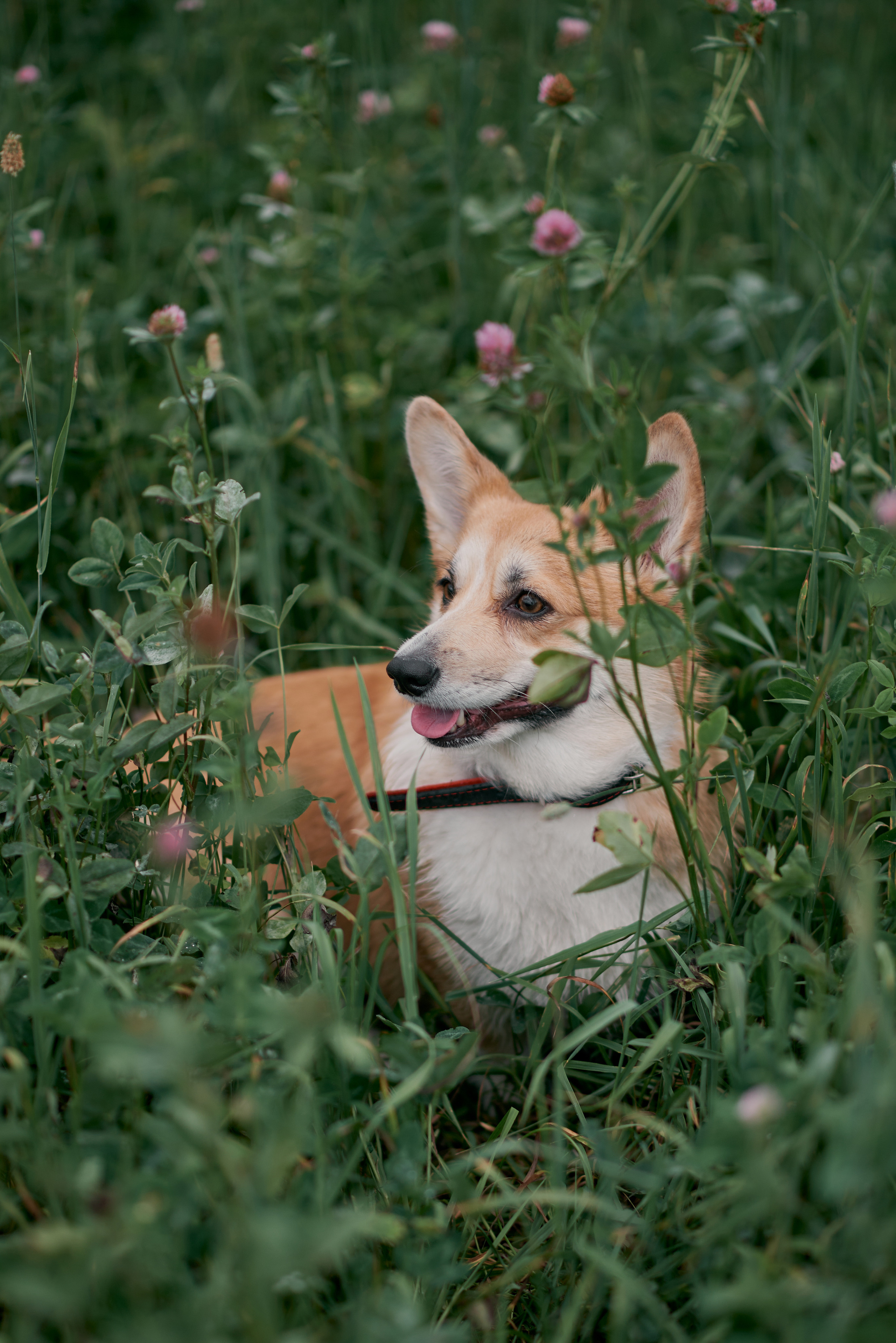 Юля. Свадебный и семейный фотограф в Нижнем Новгороде и в городе Городец, Б