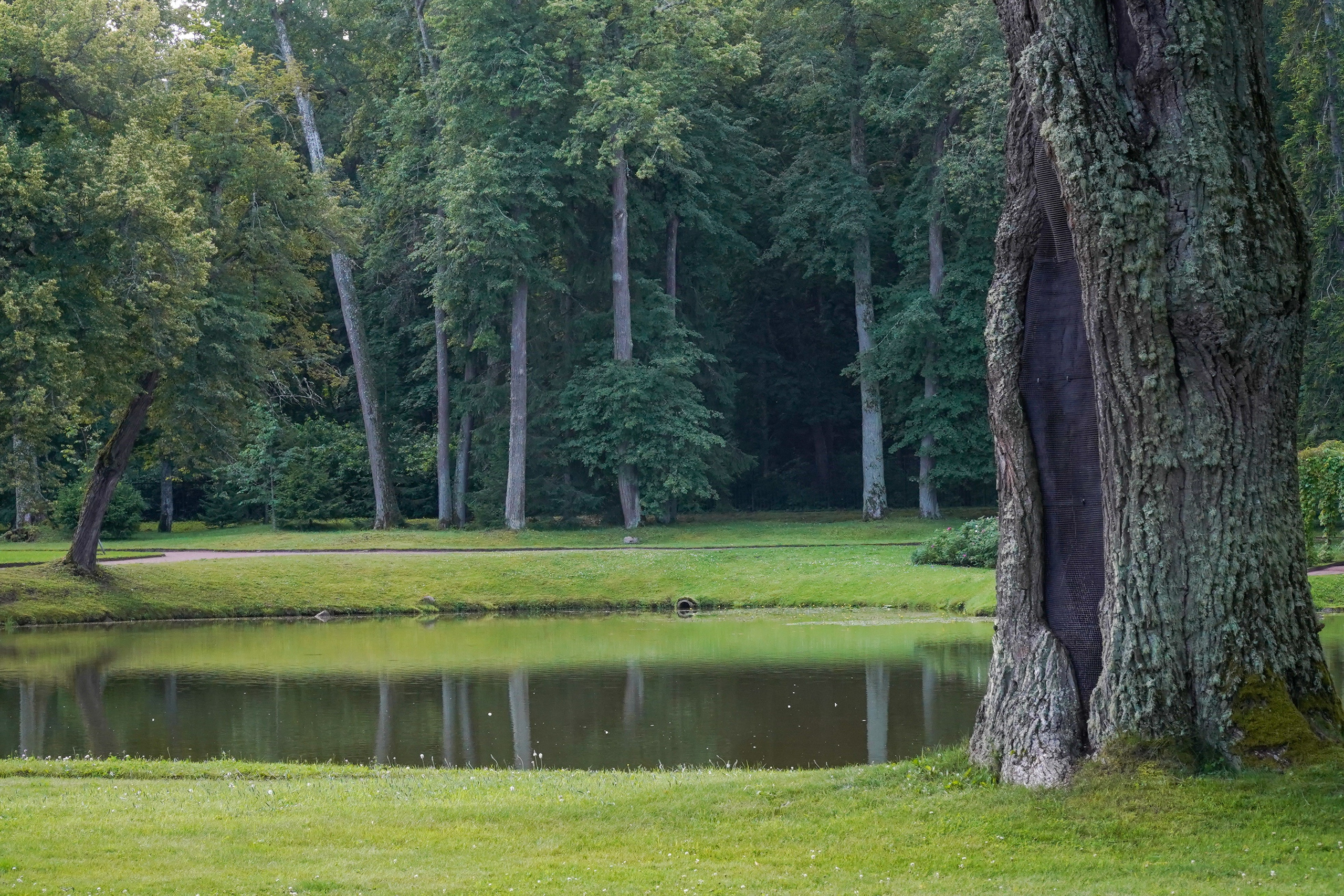 ОРАНИЕНБАУМ. Июль 2024. Фотограф Наталья Погодина в г. Обнинске