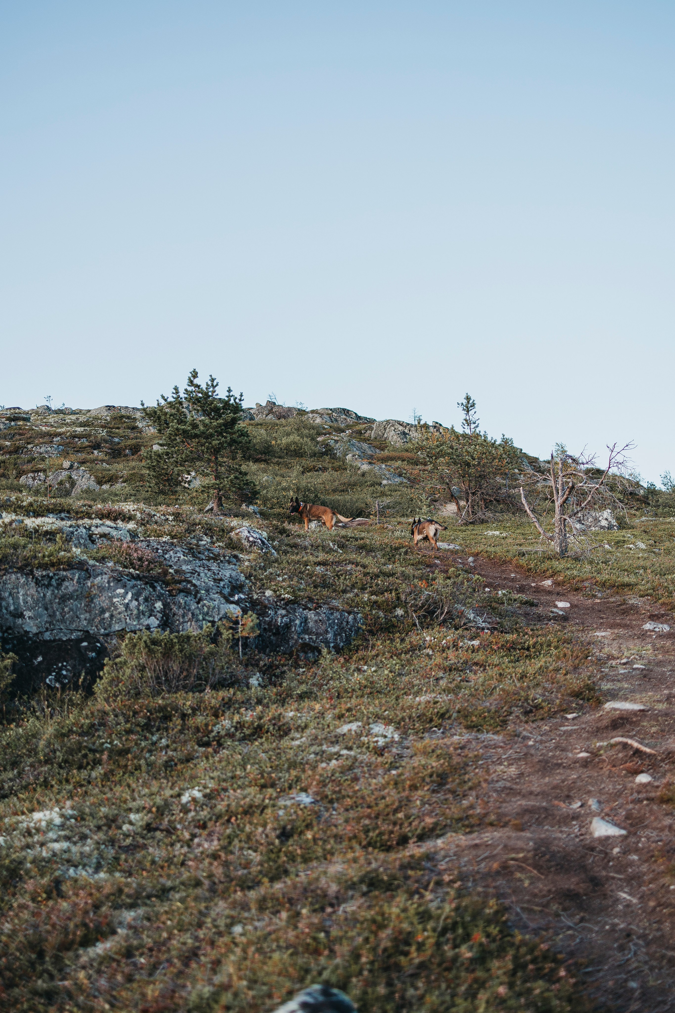 Горы. Фотограф-анималист Анна Маринич