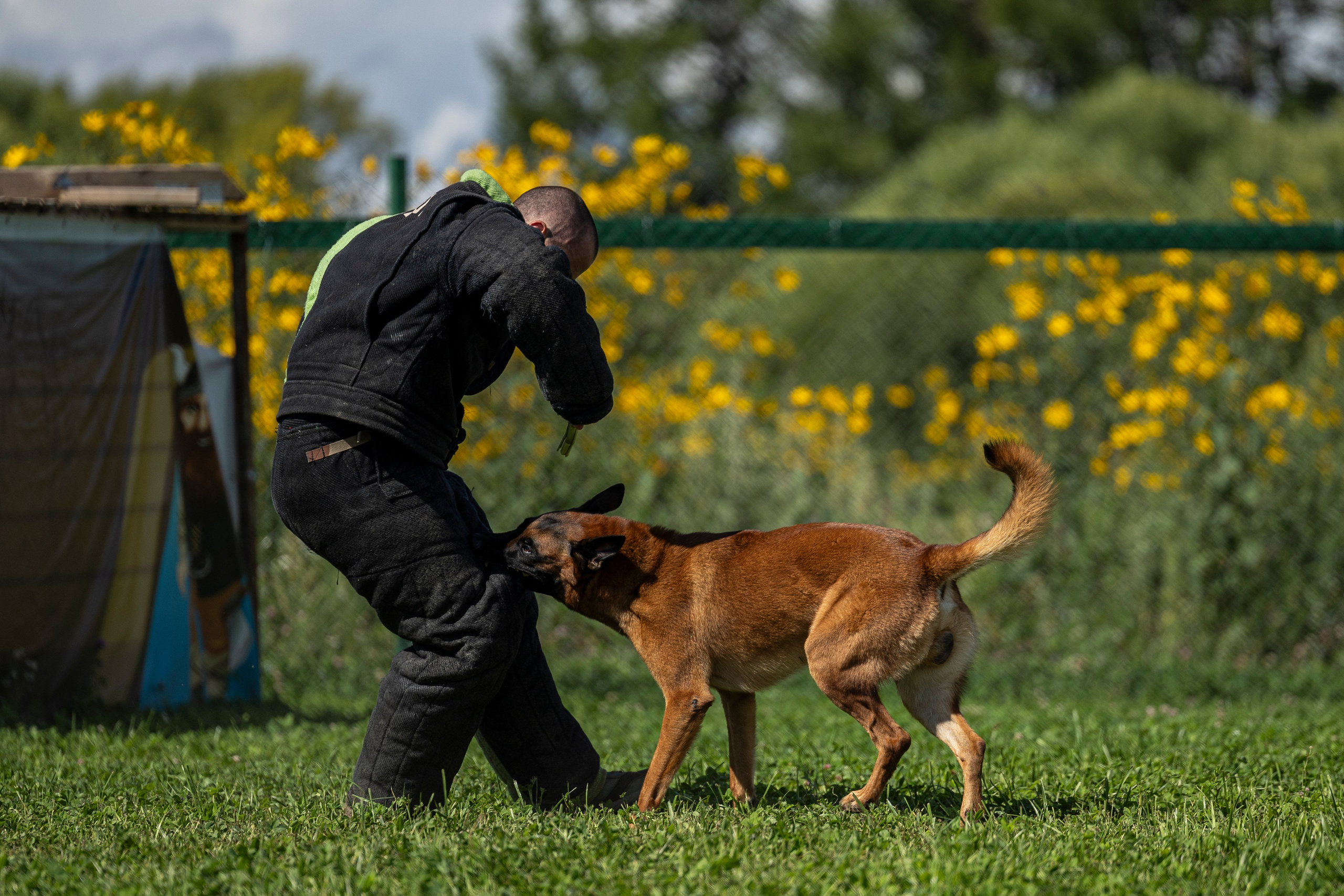 Соревнования по Мондьорингу г. Вологда 10-11.08.2024. Фотограф-анималист Анна Маринич