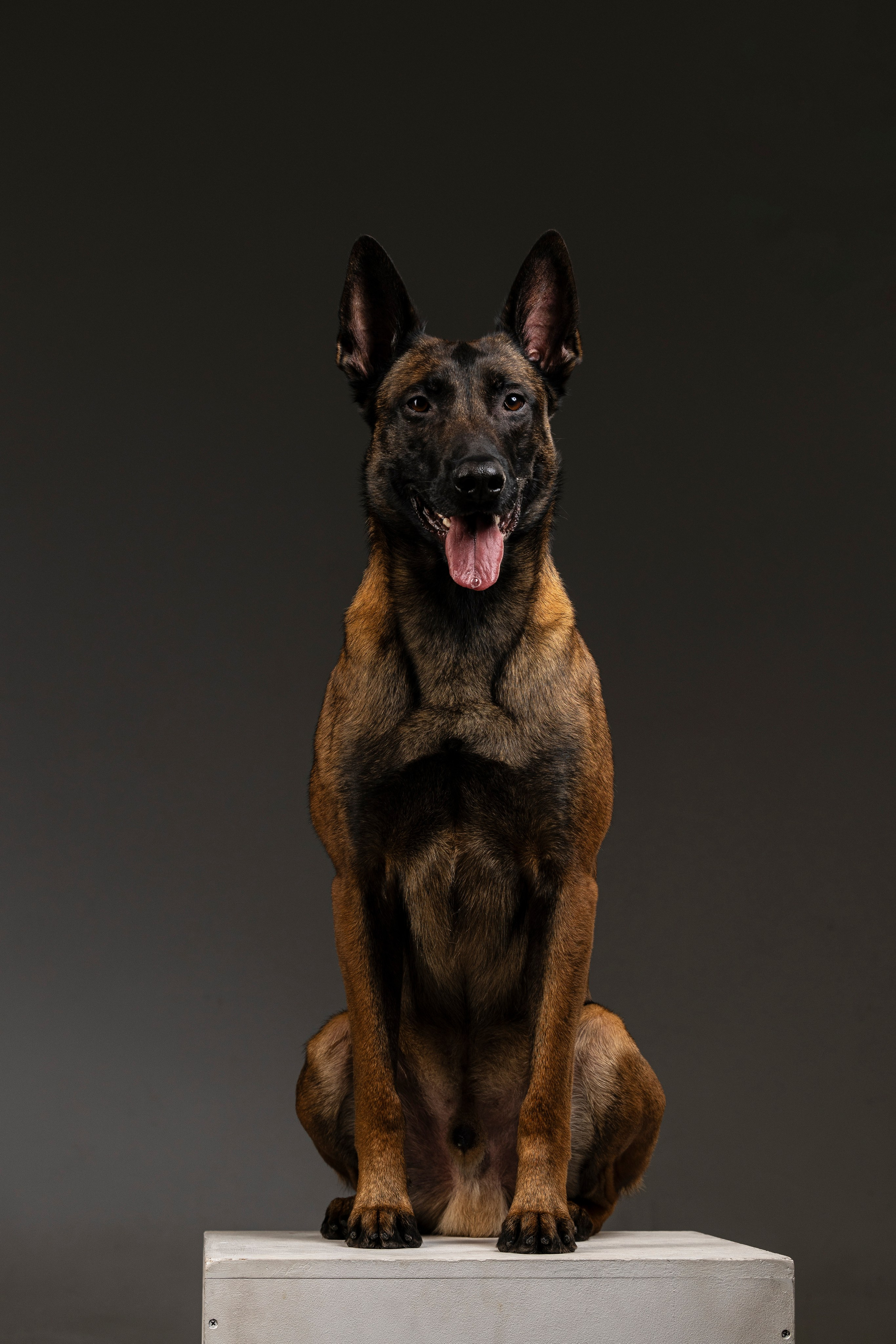 Студия. Фотограф-анималист Анна Маринич