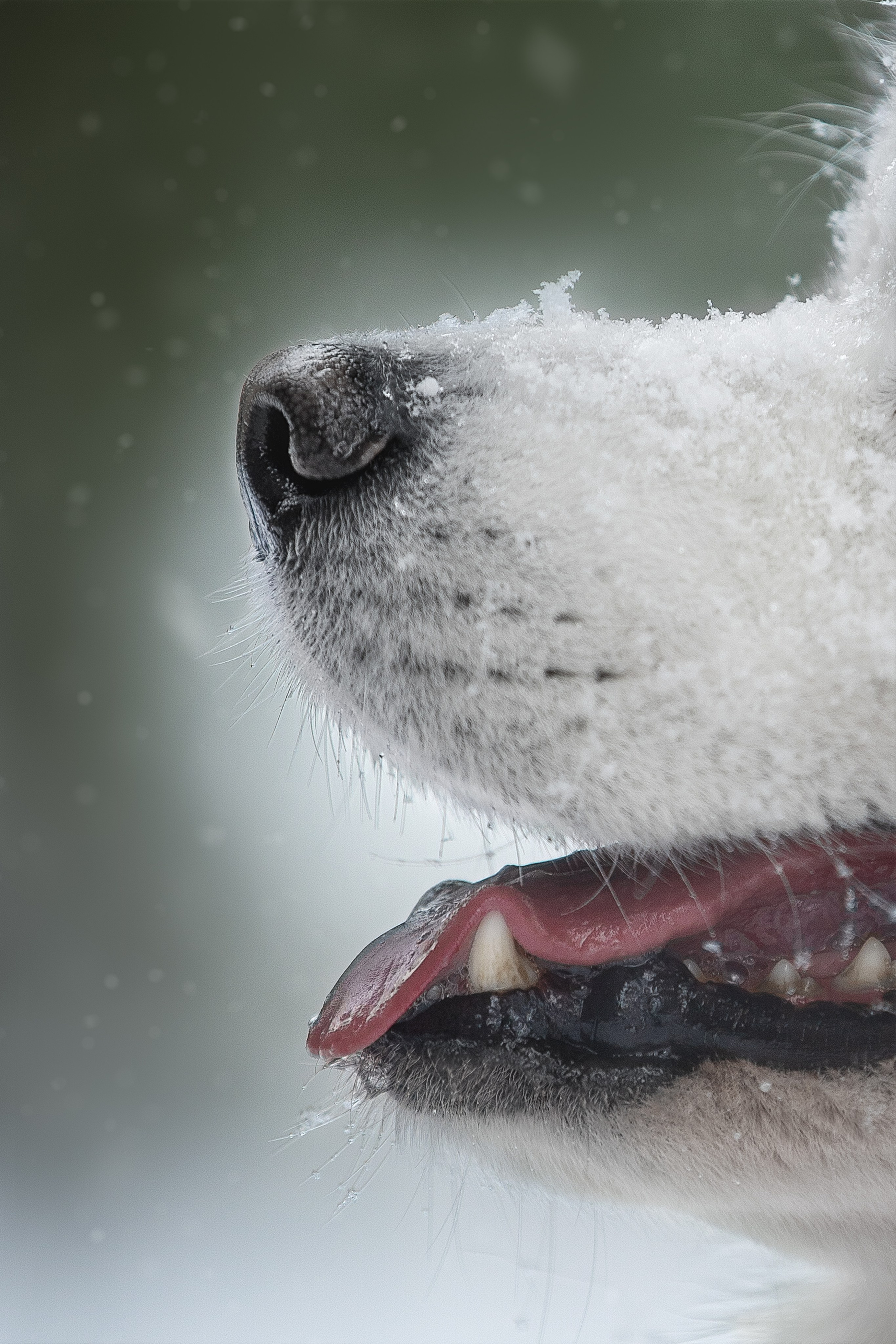 Самоедские мальчишки. Фотограф анималист в Москве Майорова Евгения