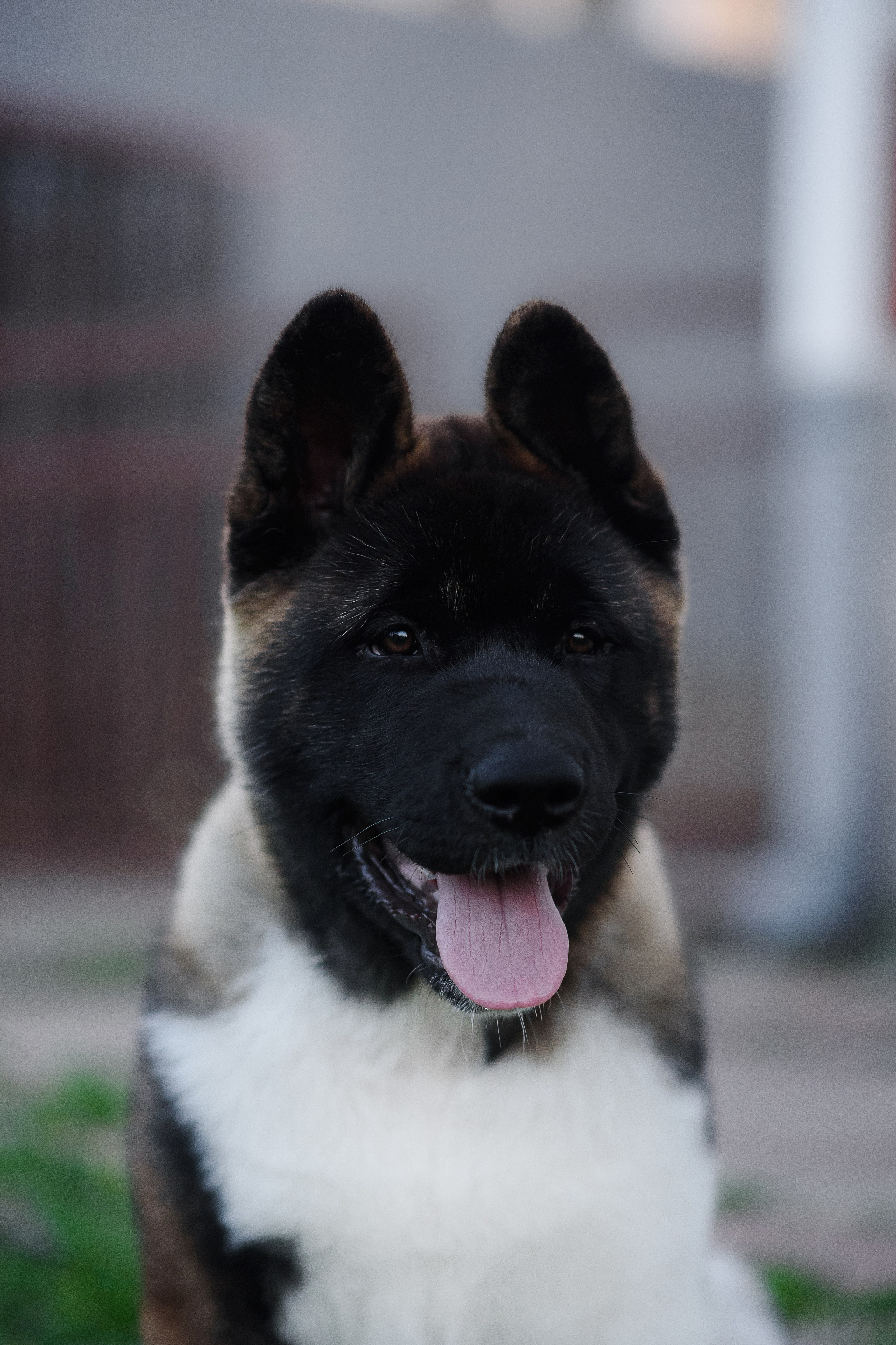 Байкер — 30.05.2024. Фотограф — Анималист | Анна Абрамова