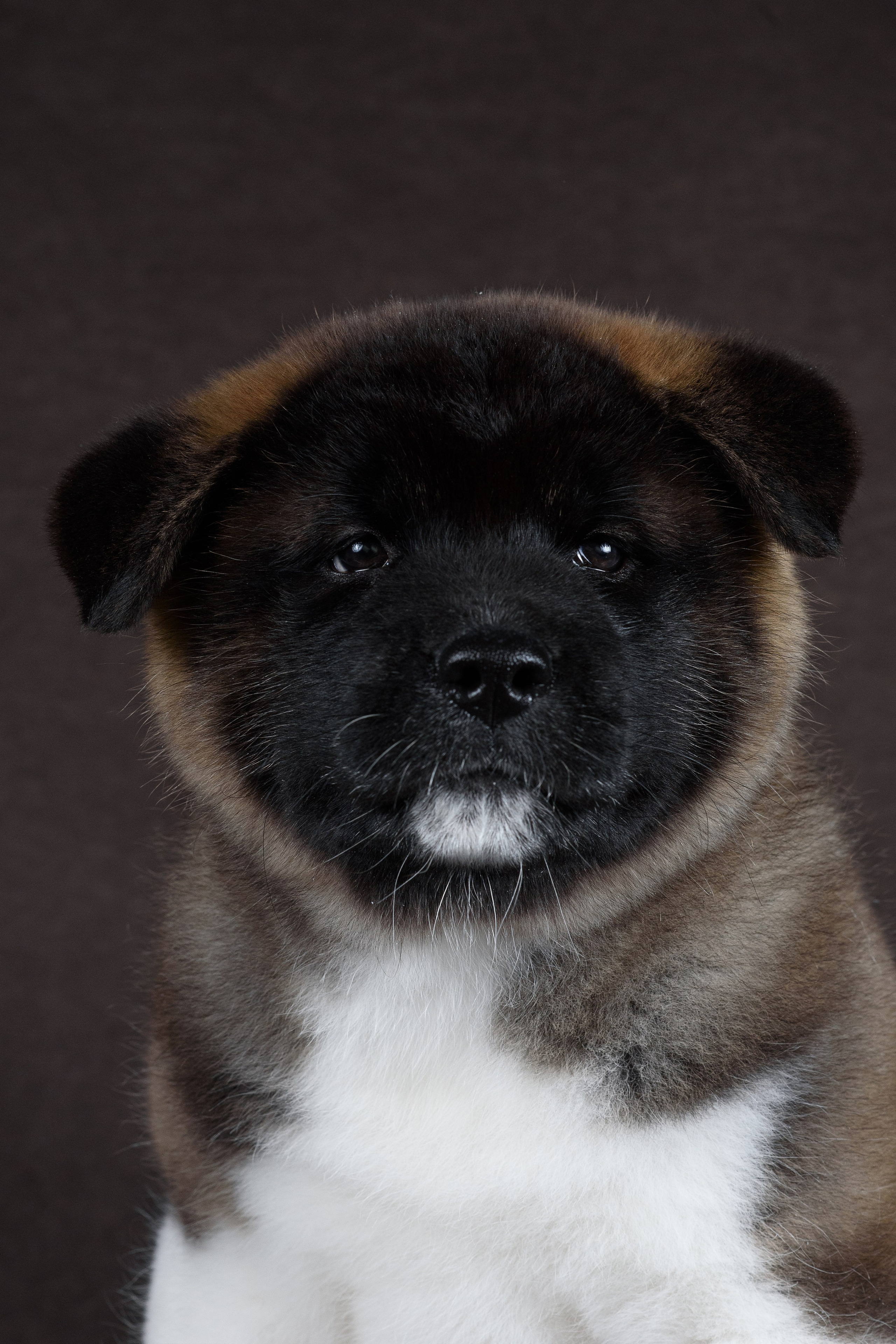 Щенки Американской Акиты (GRAND AMAK) Цезарь и Ника — 15.03.2024. Фотограф — Анималист | Анна Абрамова