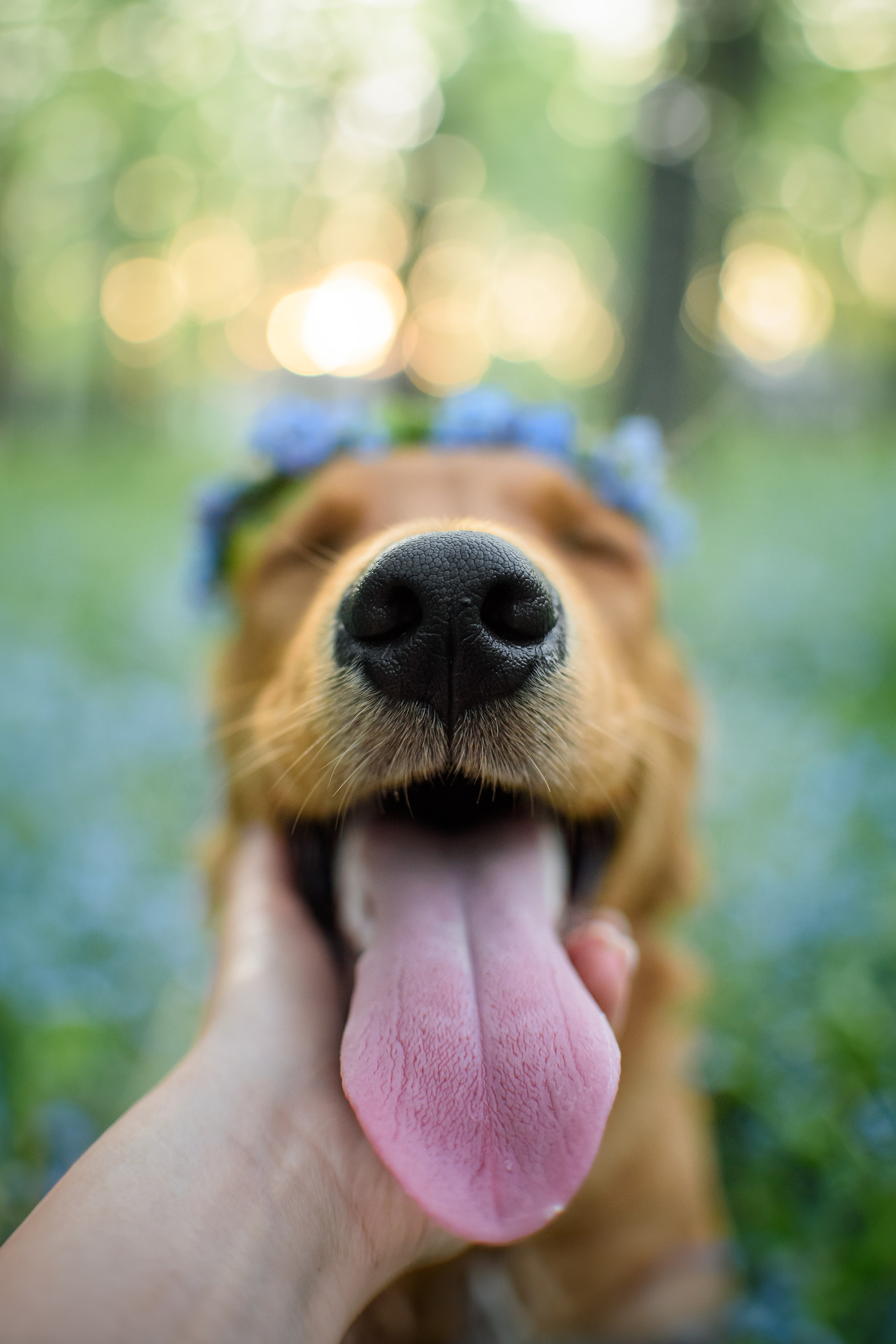 Степа, Йоки и Мята — 29.05.2024. Фотограф — Анималист | Анна Абрамова